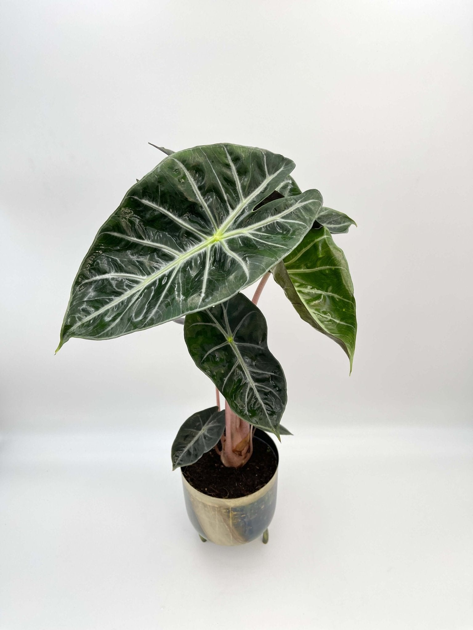 Alocasia Pink Dragon