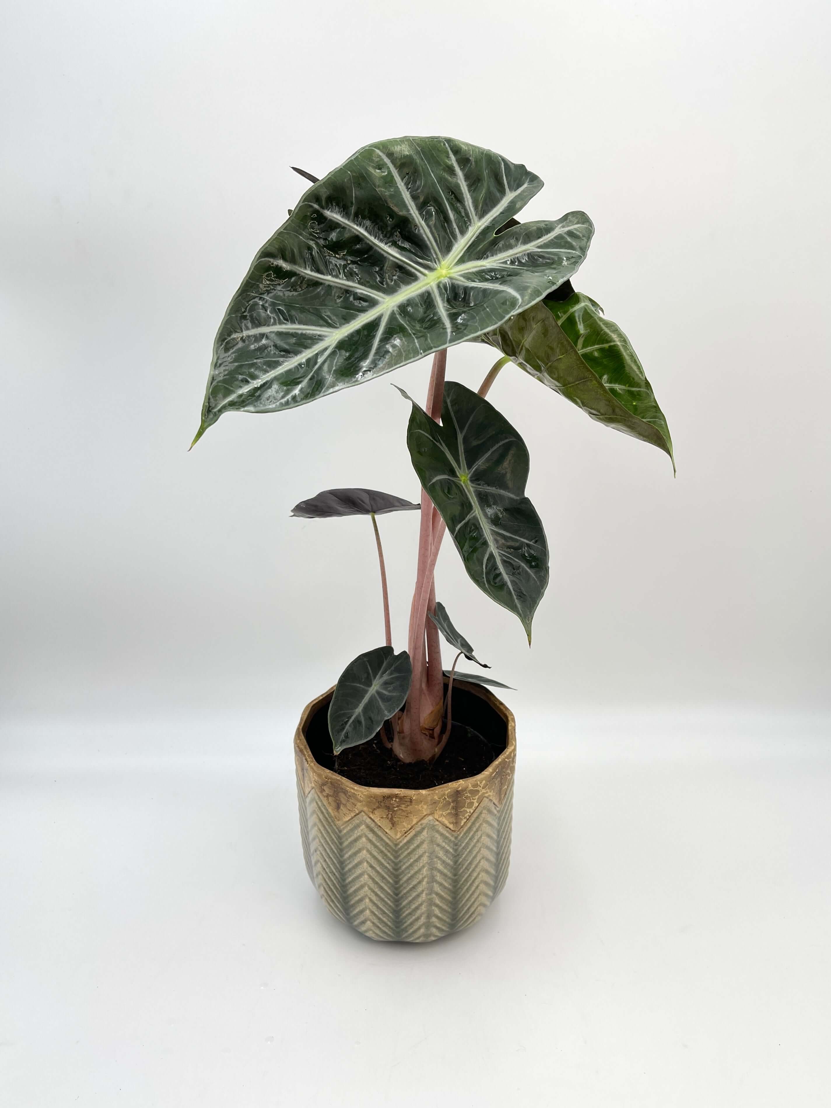 Alocasia Pink Dragon