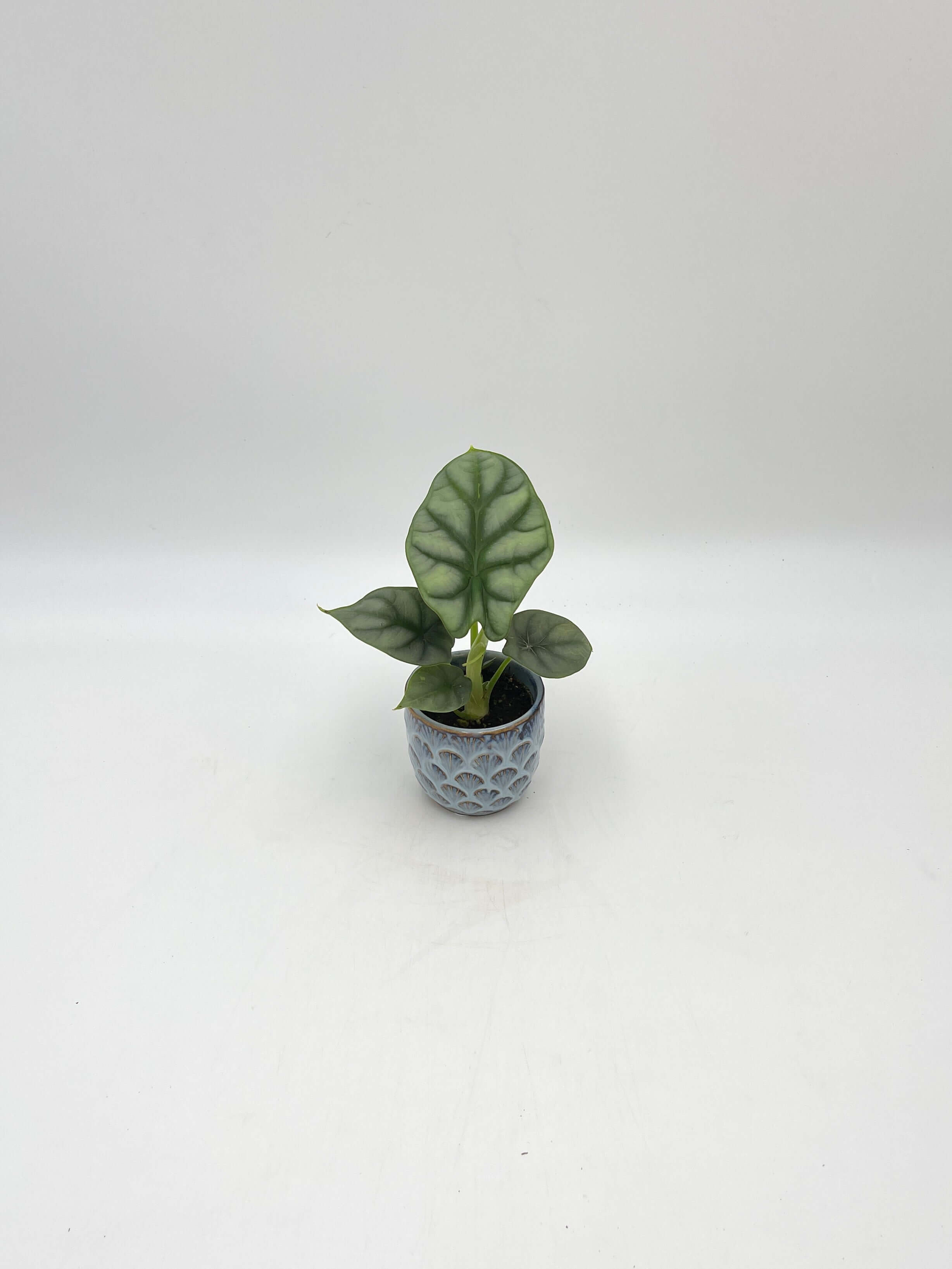 Alocasia Silver Dragon, Baby Plant, Indoor Plant