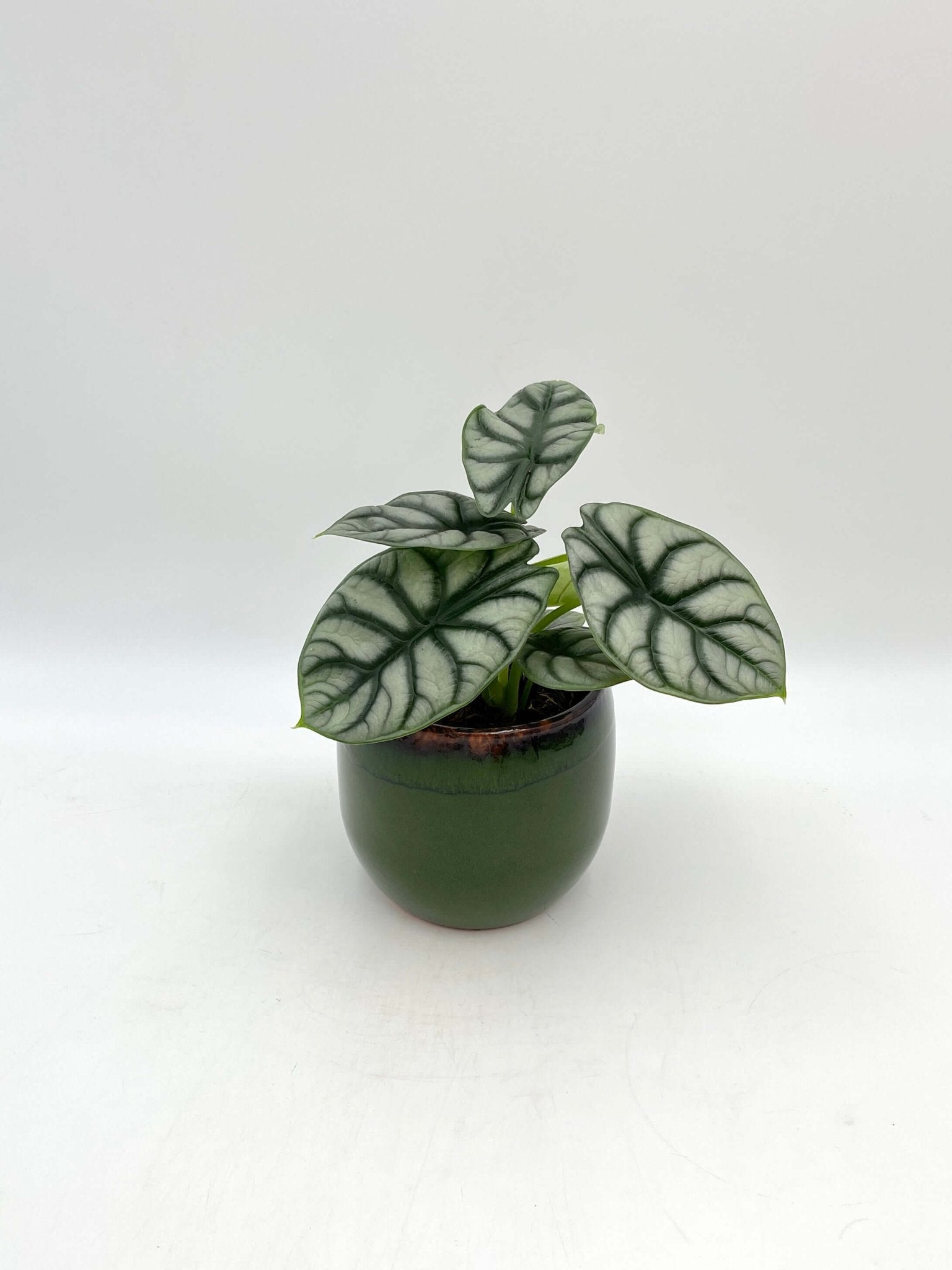 Alocasia Silver Dragon – Rare Indoor Plant | Collectors’ Favourite