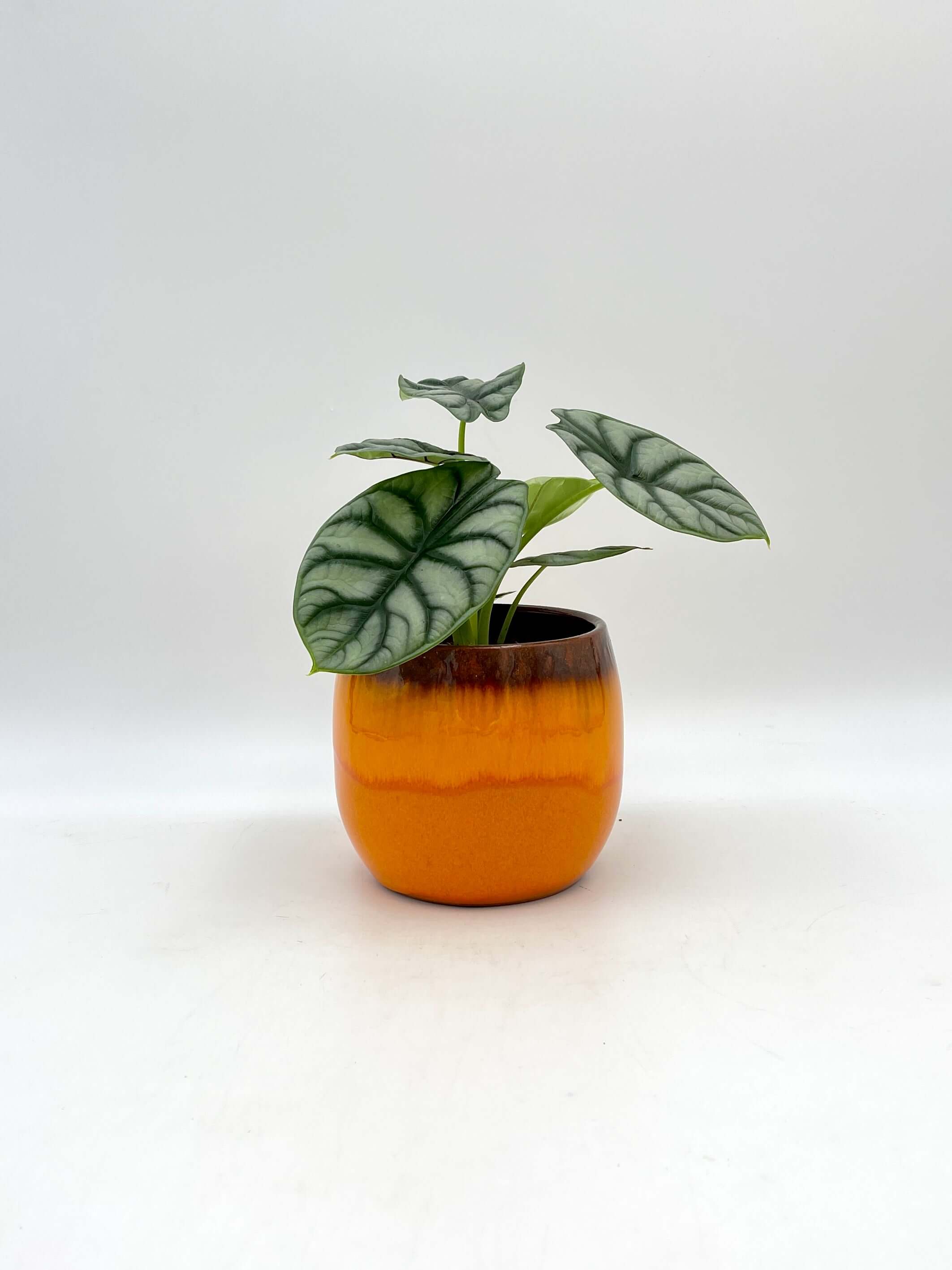 Alocasia Silver Dragon