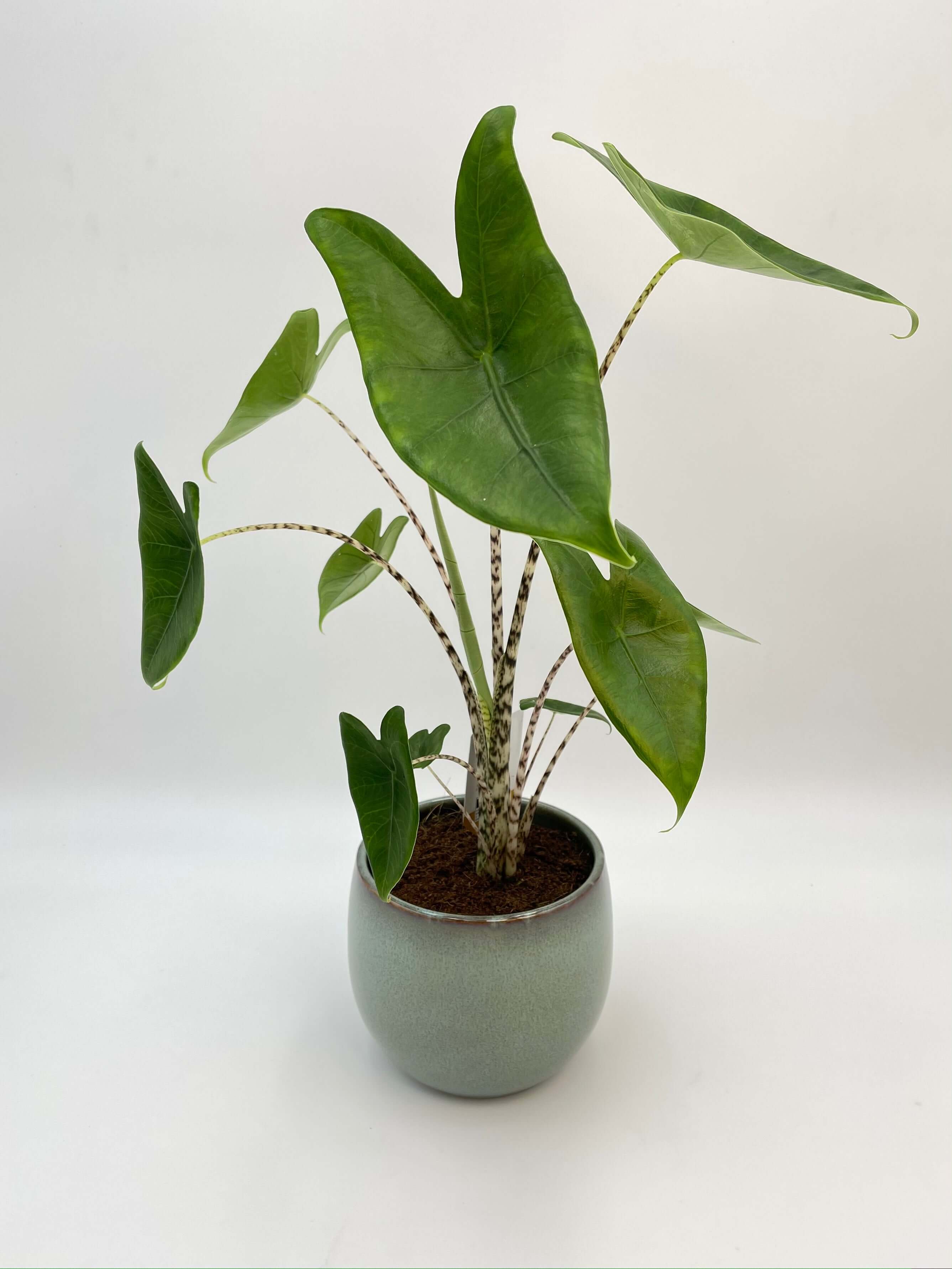 Alocasia Zebrina – Rare Elephant Ear Plant with Striking Zebra Stems | Easy Indoor Tropical Houseplant, 80-90cm