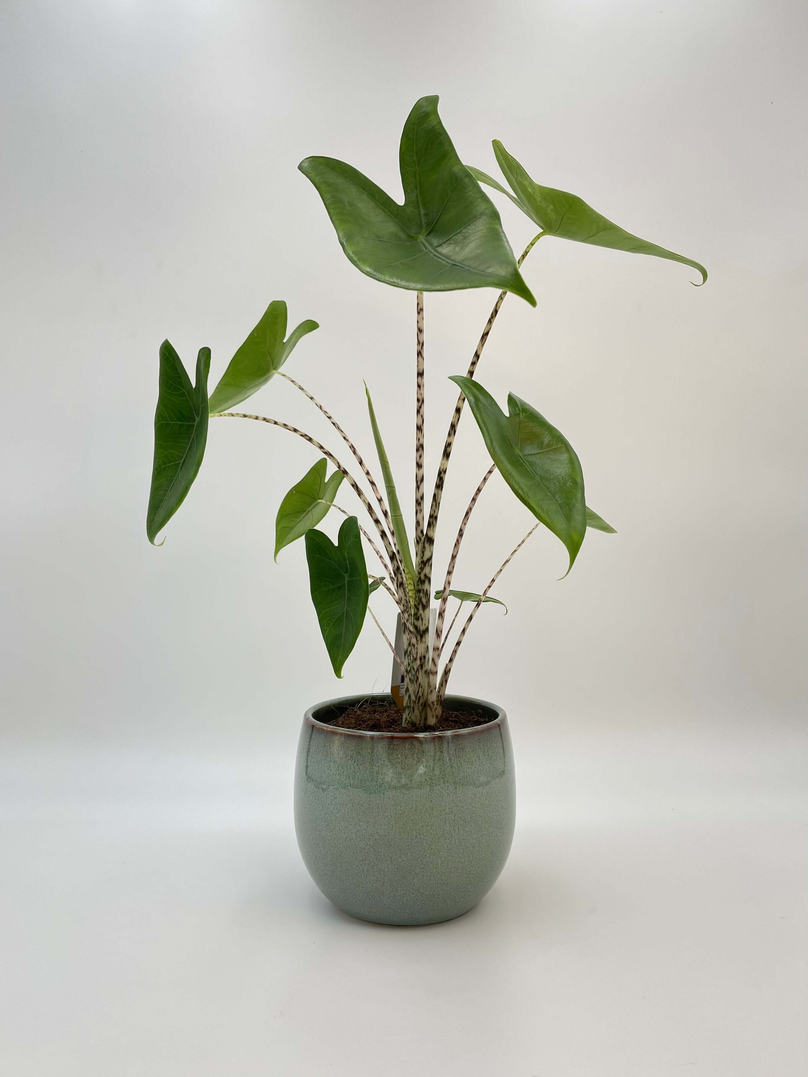 Alocasia Zebrina – Rare Elephant Ear Plant with Striking Zebra Stems | Easy Indoor Tropical Houseplant, 80-90cm