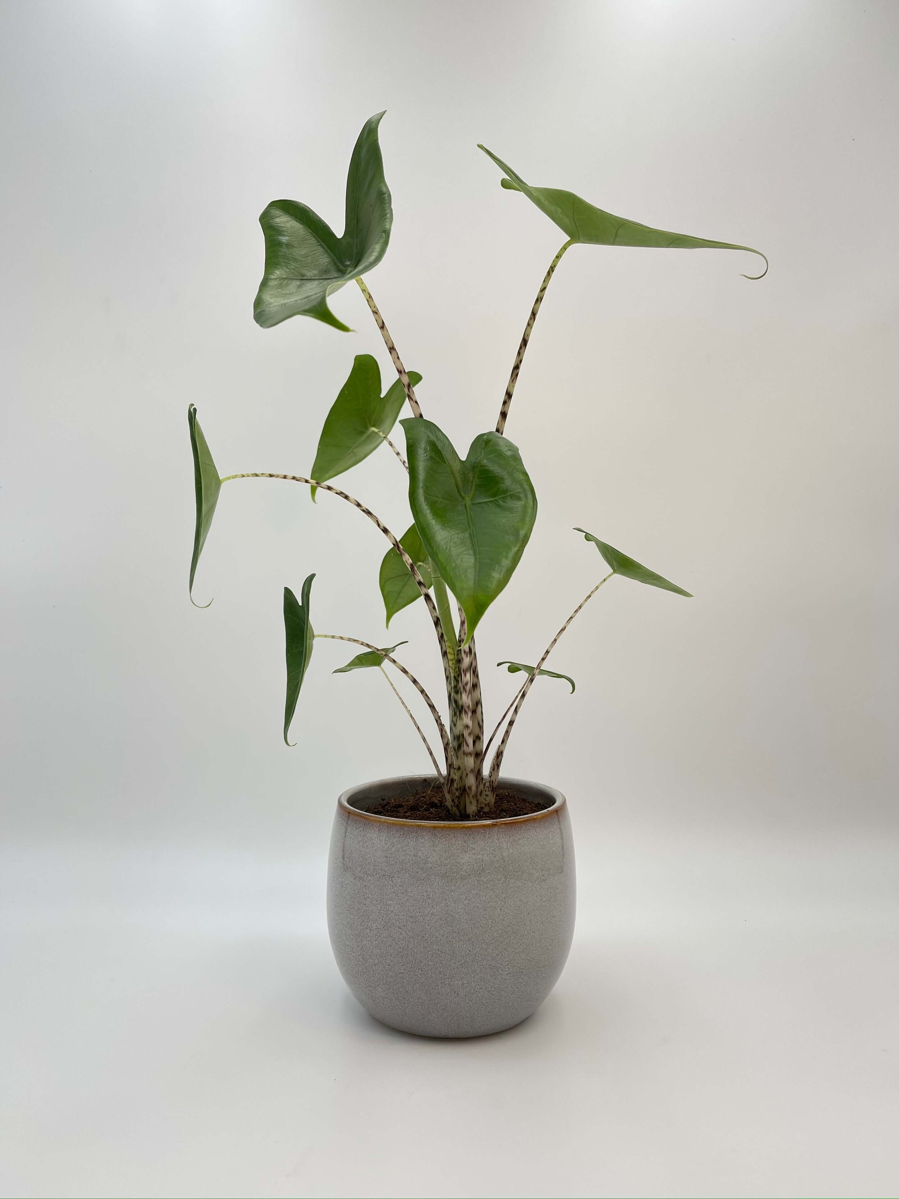 Alocasia Zebrina – Rare Elephant Ear Plant with Striking Zebra Stems | Easy Indoor Tropical Houseplant, 80-90cm