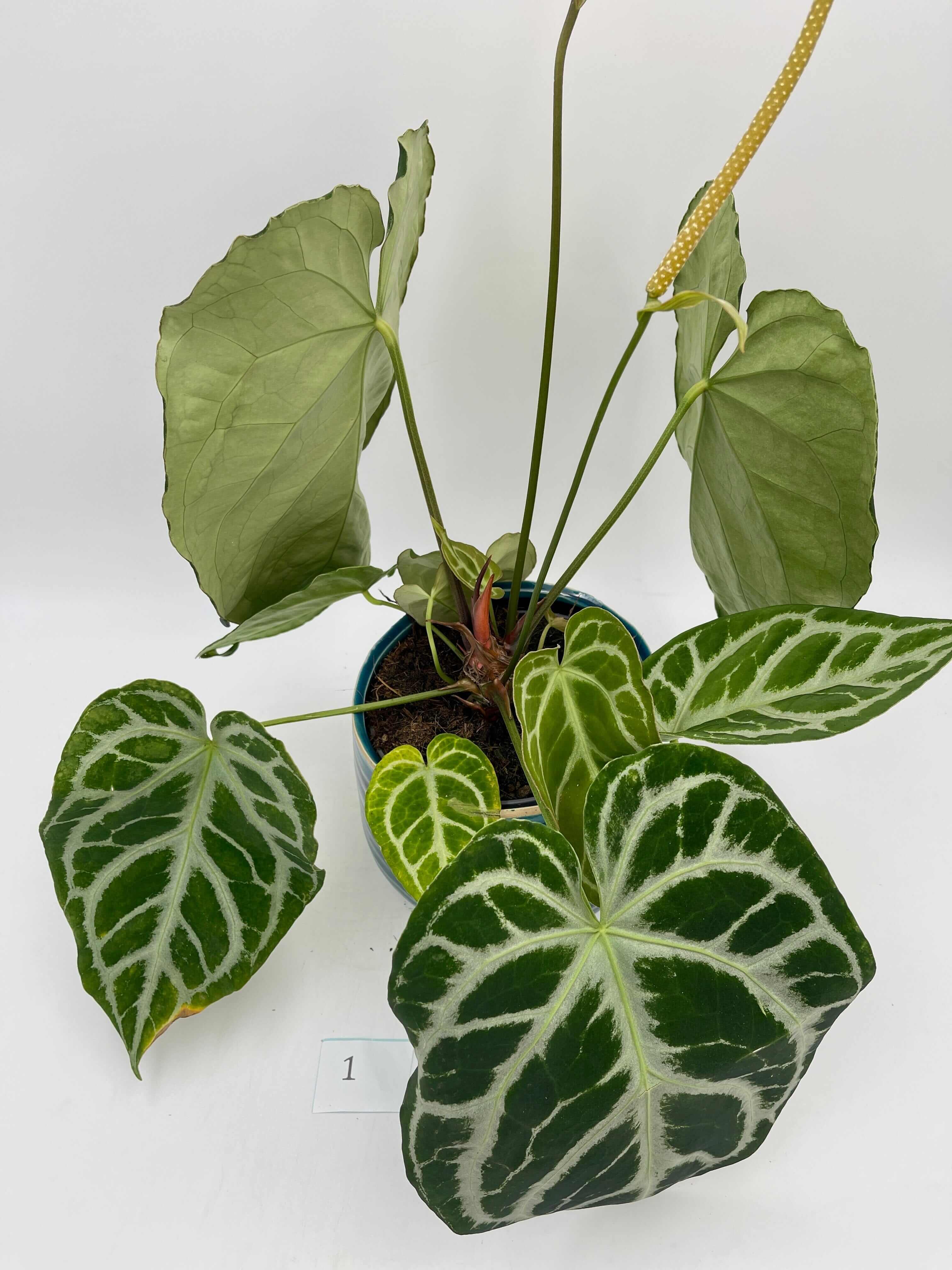 Anthurium Crystallinum, 17cm pot, Exact Plant