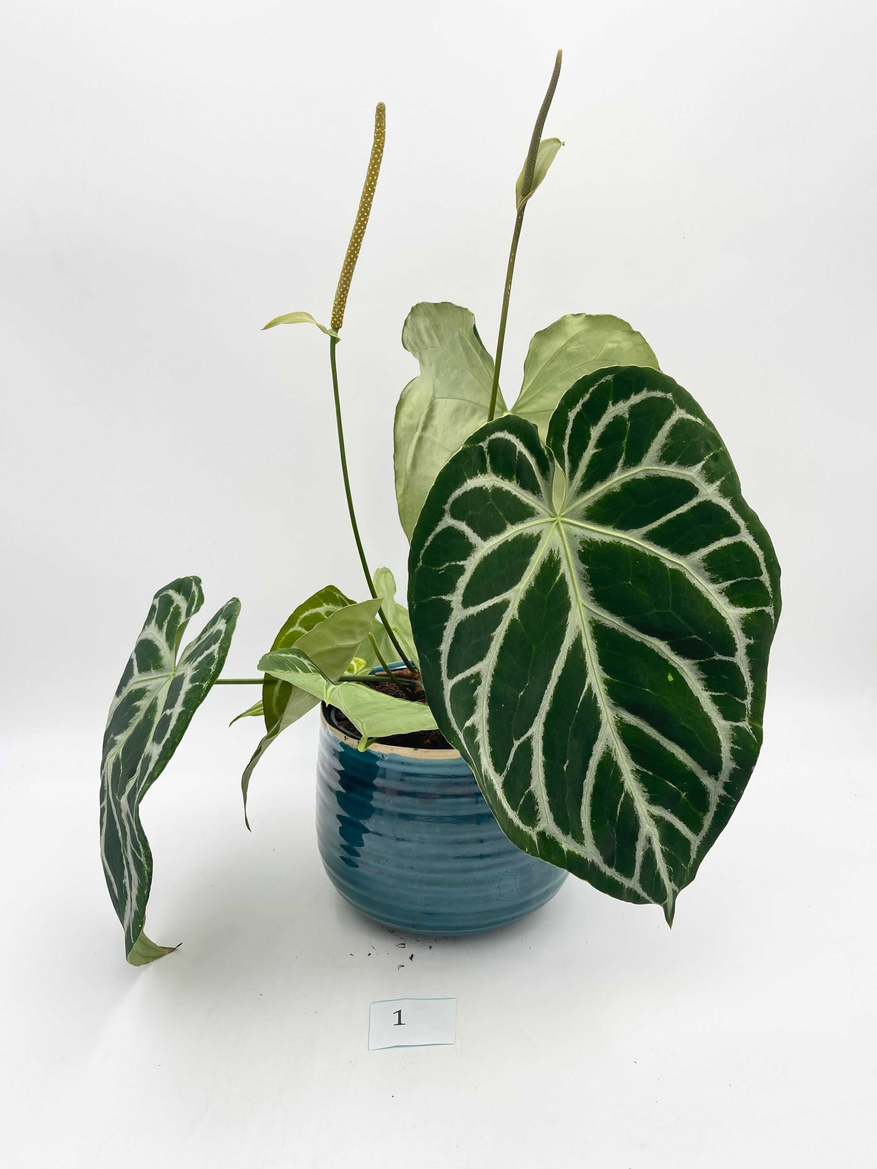 Anthurium Crystallinum, 17cm pot, Exact Plant