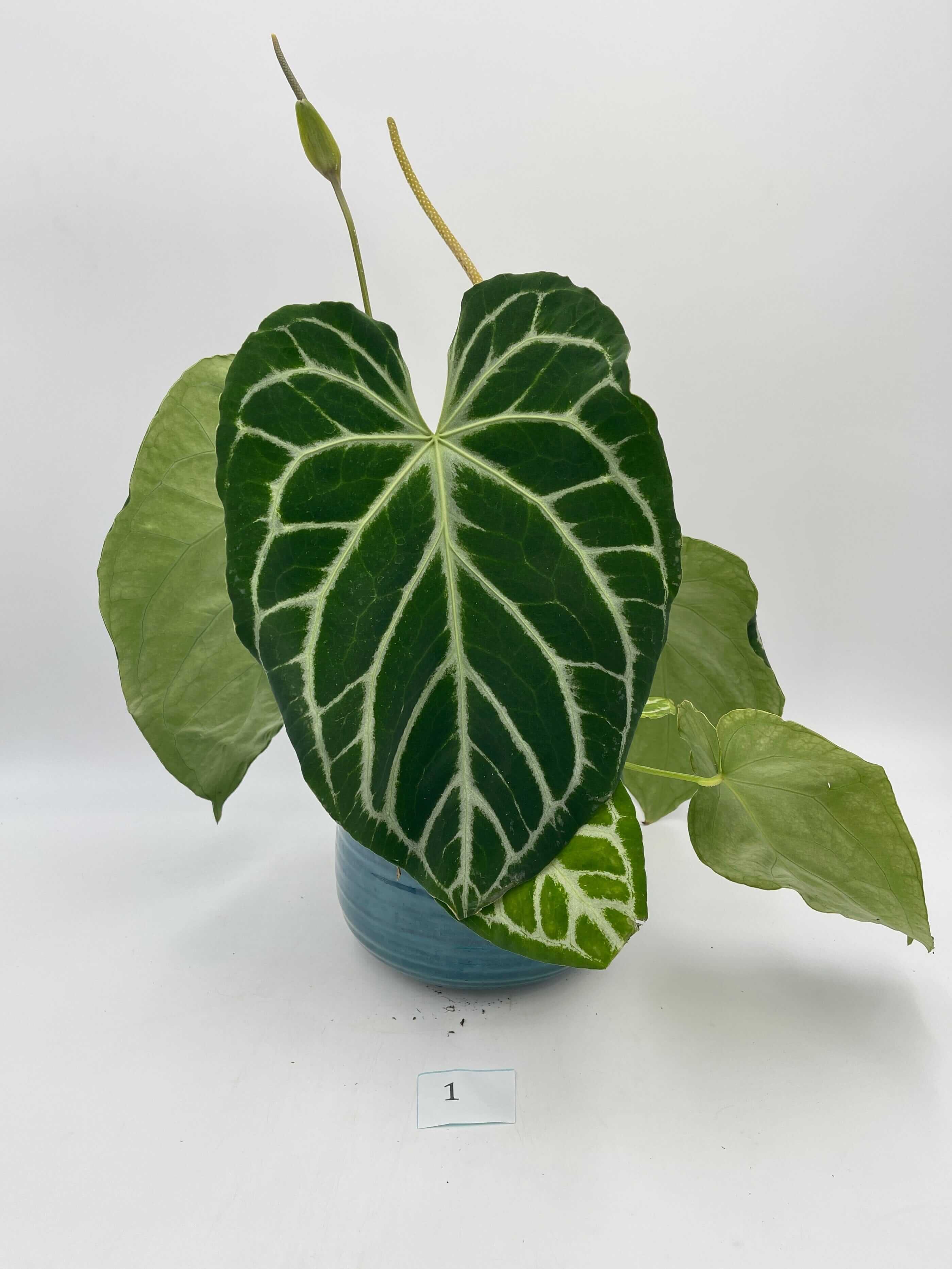 Anthurium Crystallinum, 17cm pot, Exact Plant