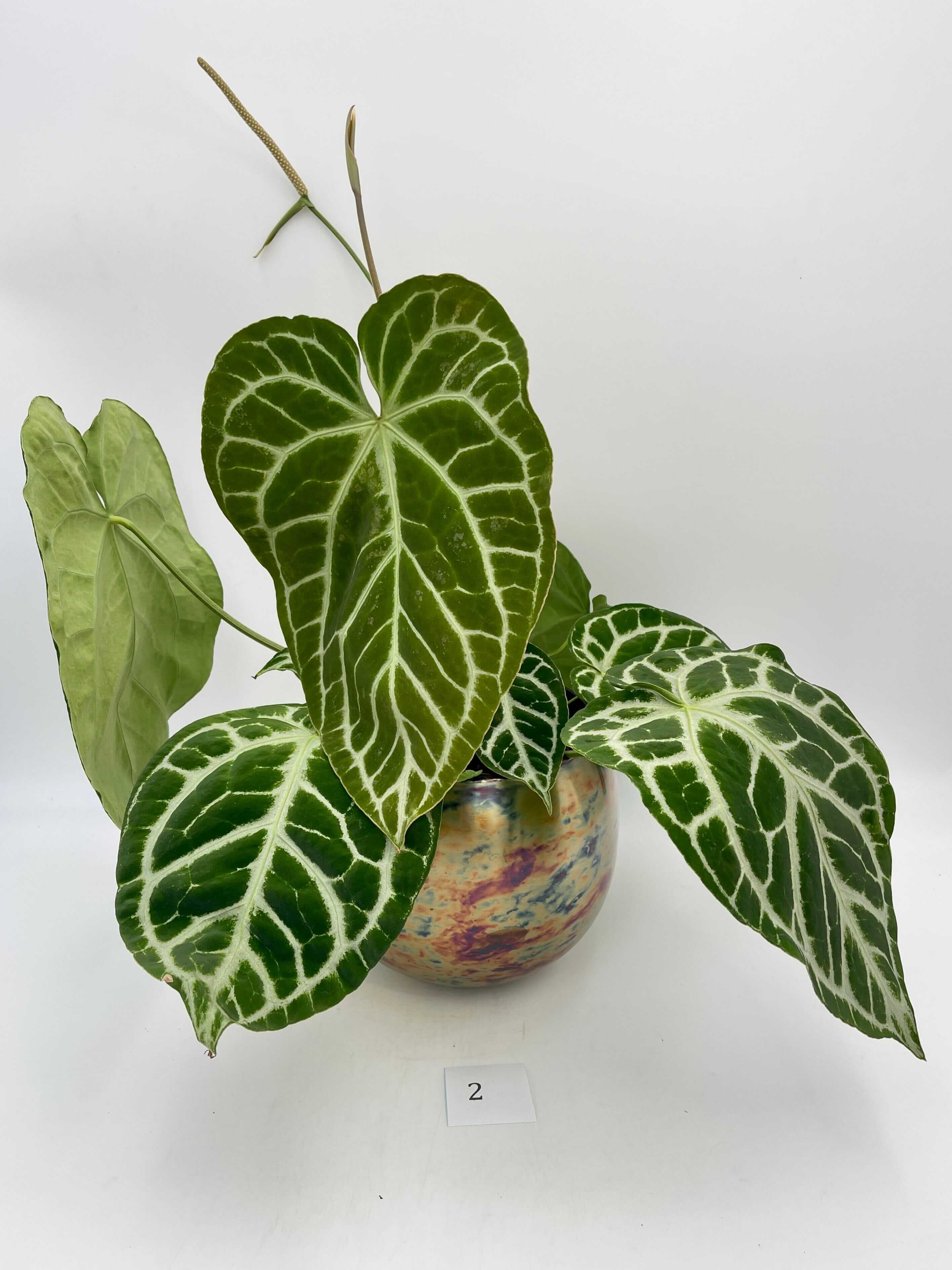 Anthurium Crystallinum, 17cm pot