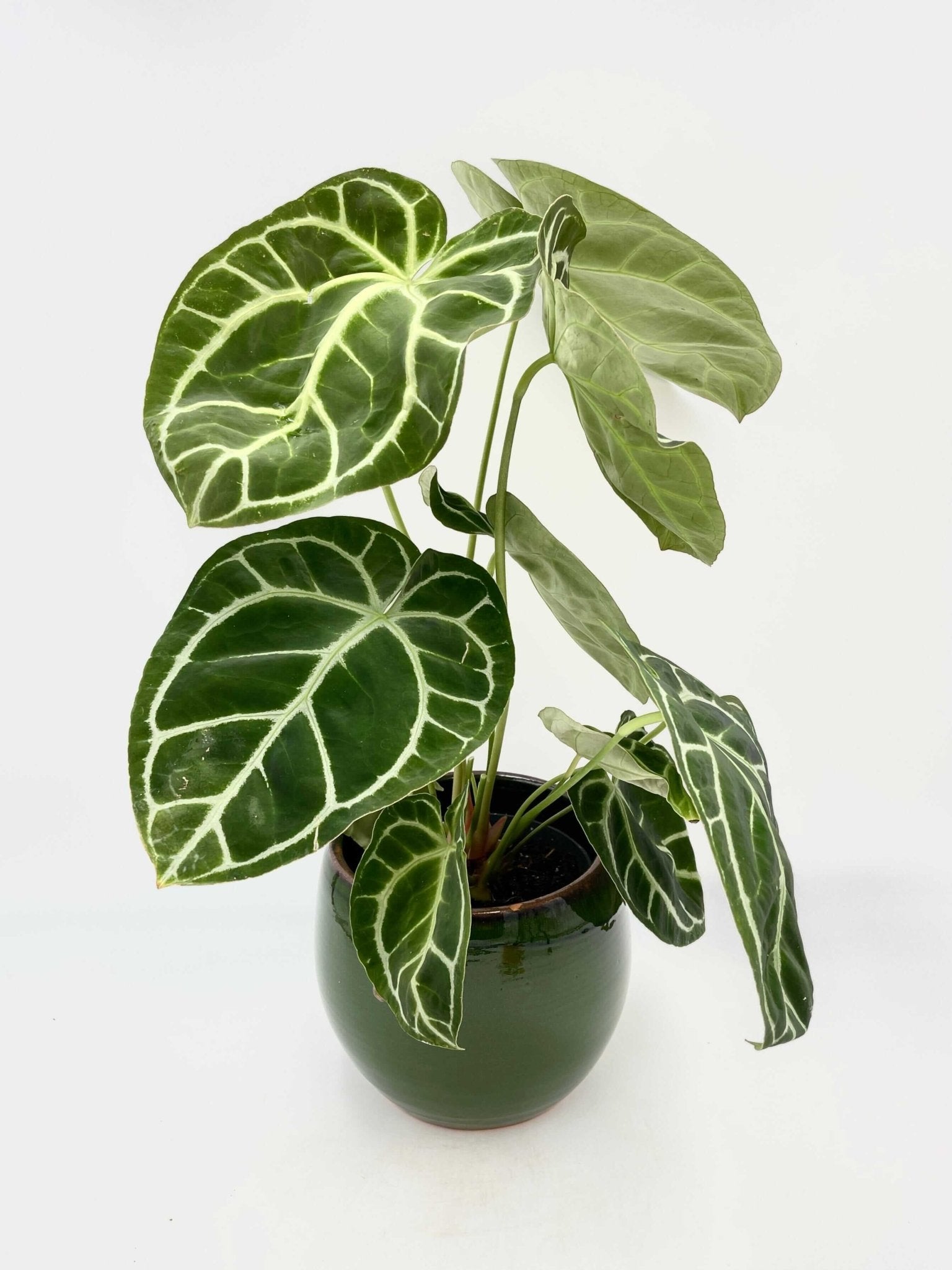 Anthurium Crystallinum, 17cm pot, XL