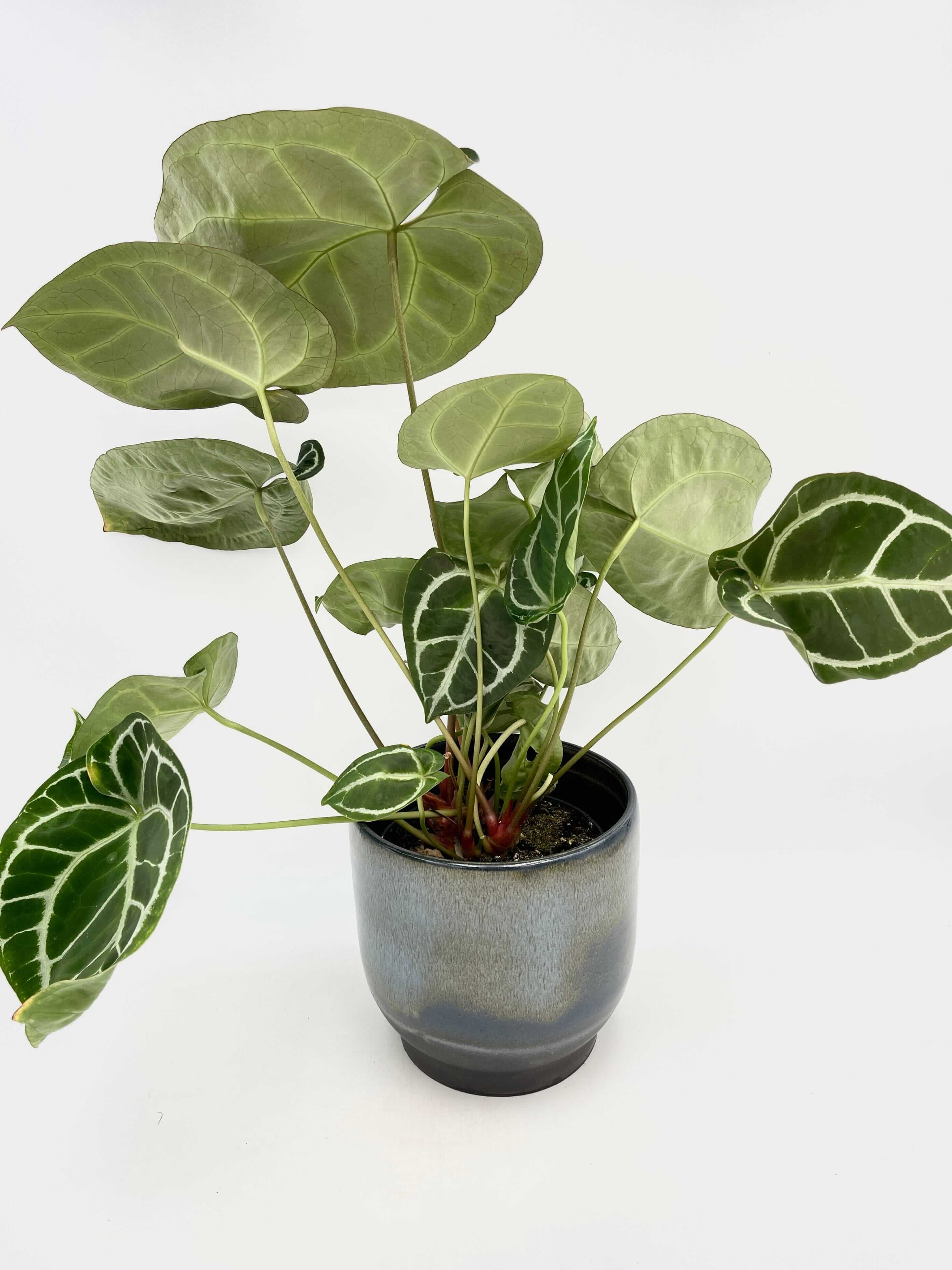 Anthurium Crystallinum, 17cm pot, XL