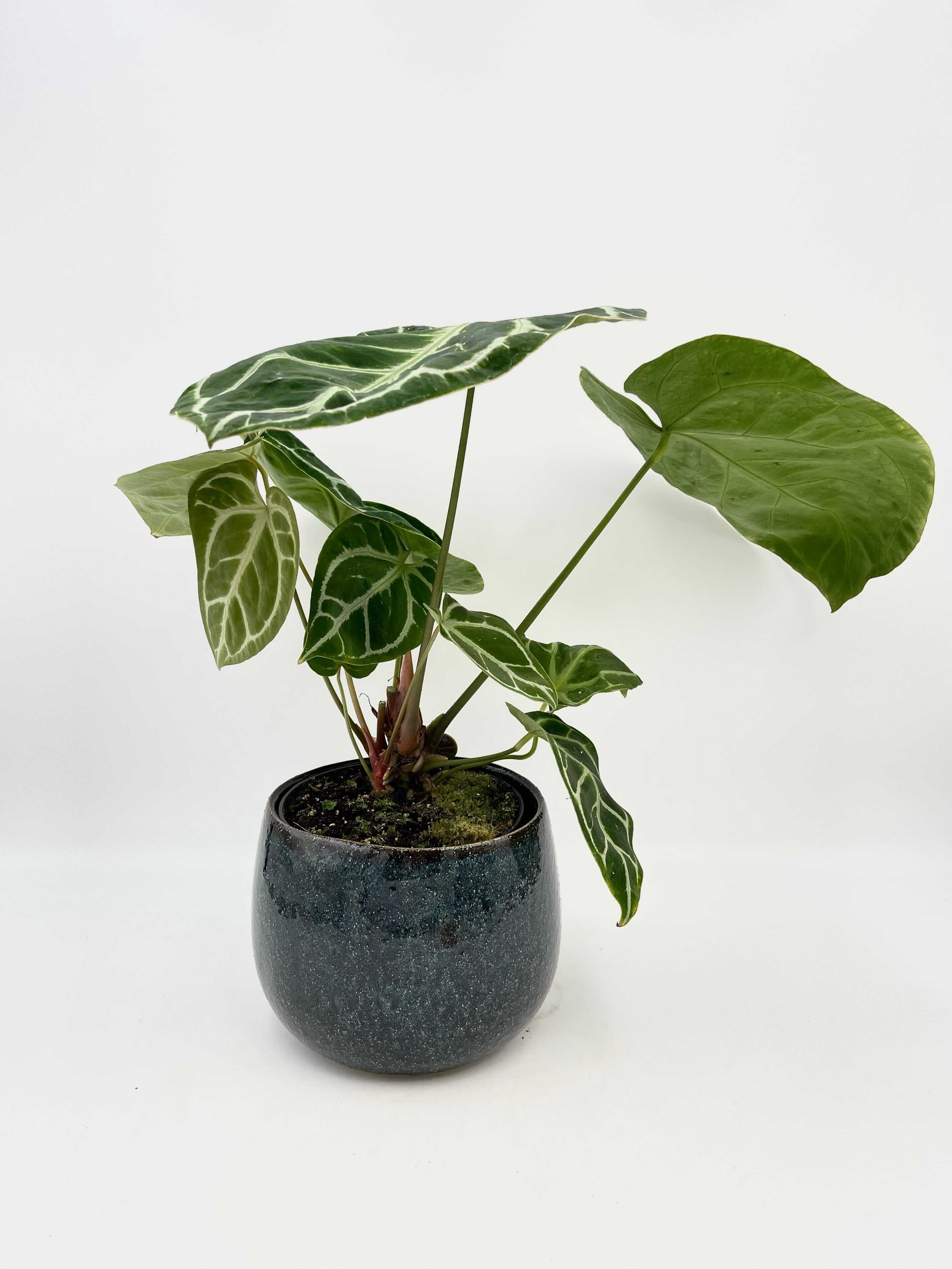 Anthurium Crystallinum, 17cm pot, XL