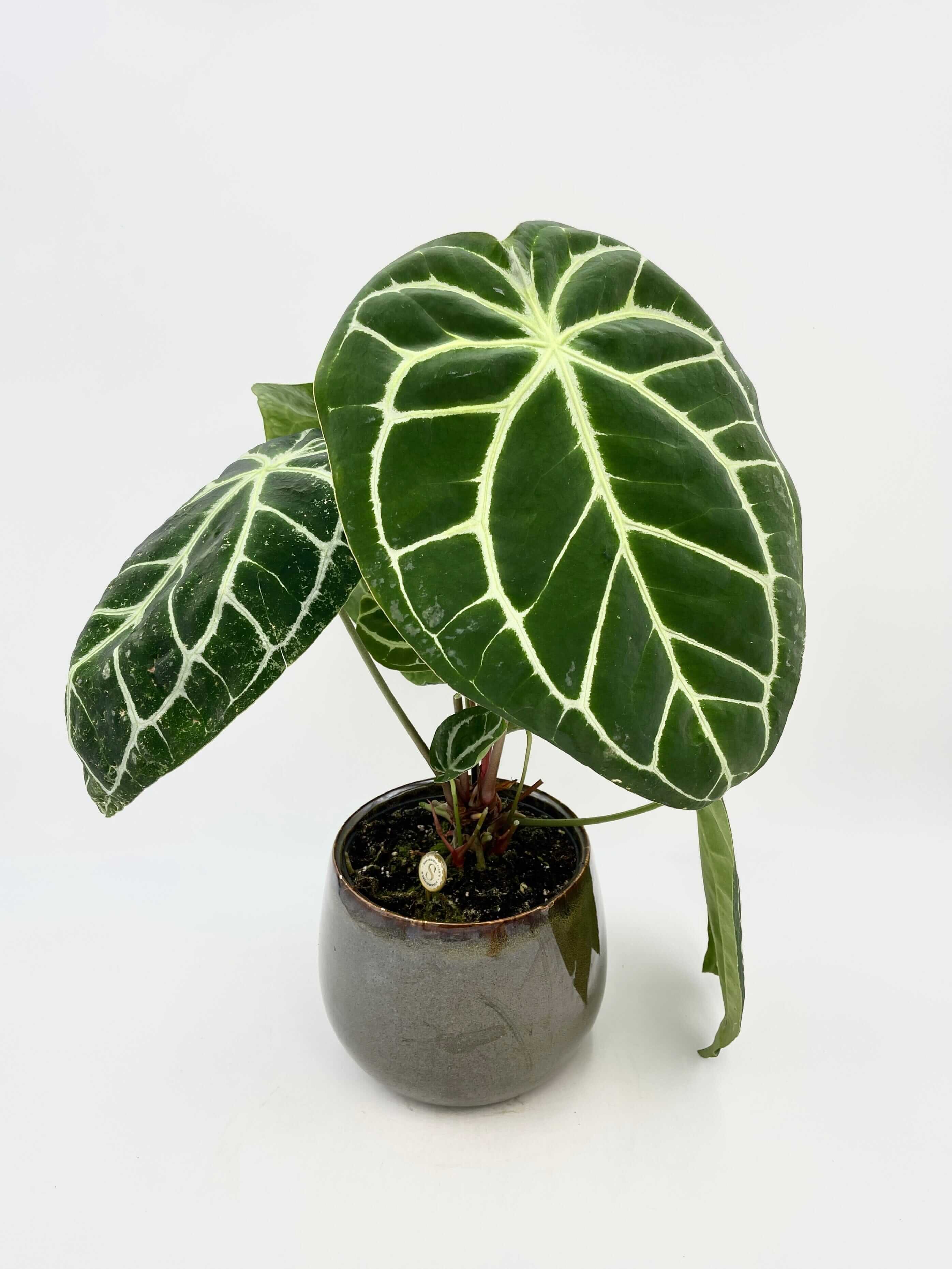 Anthurium Crystallinum, 17cm pot, XL