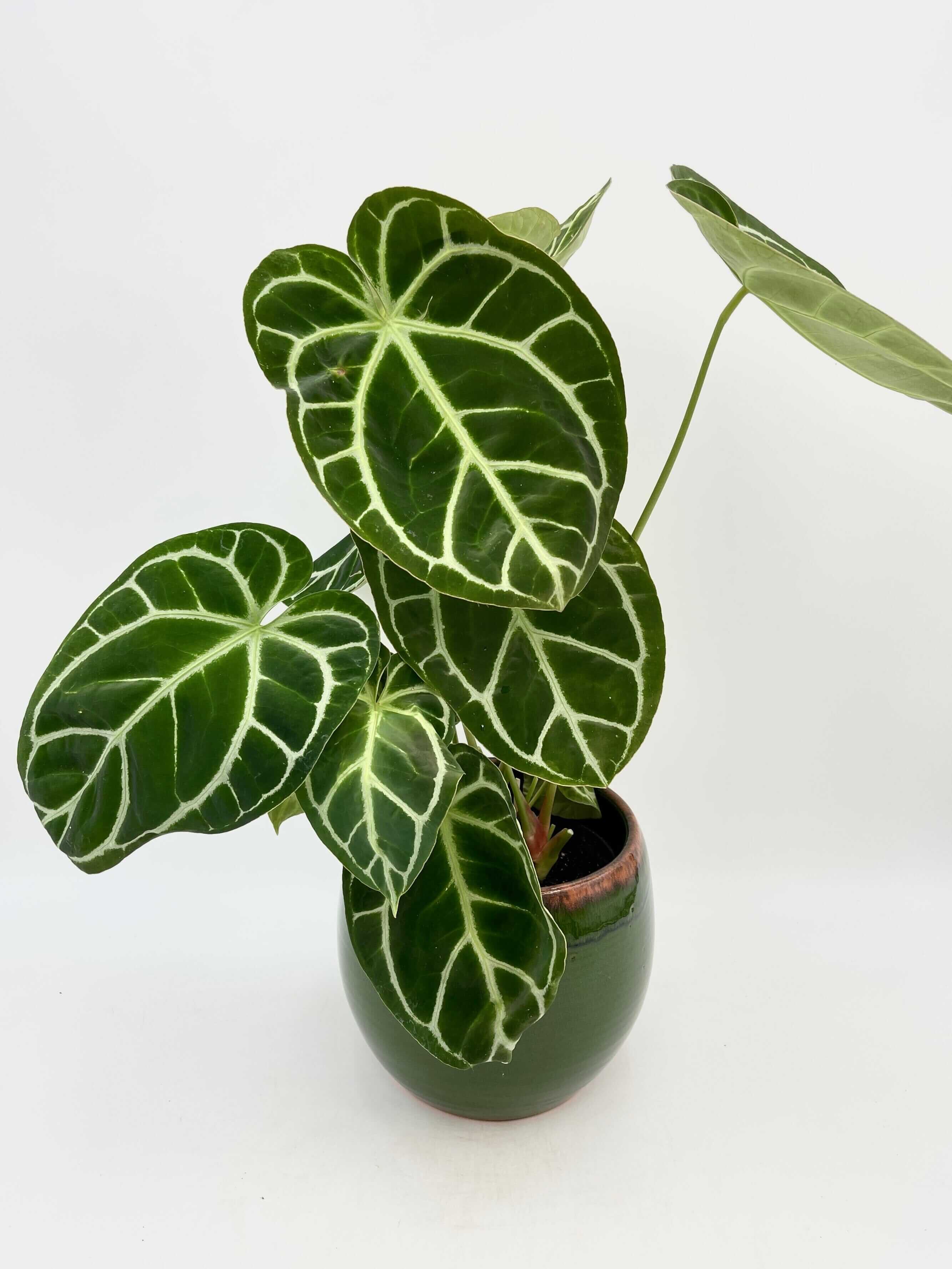 Anthurium Crystallinum, 17cm pot, XL