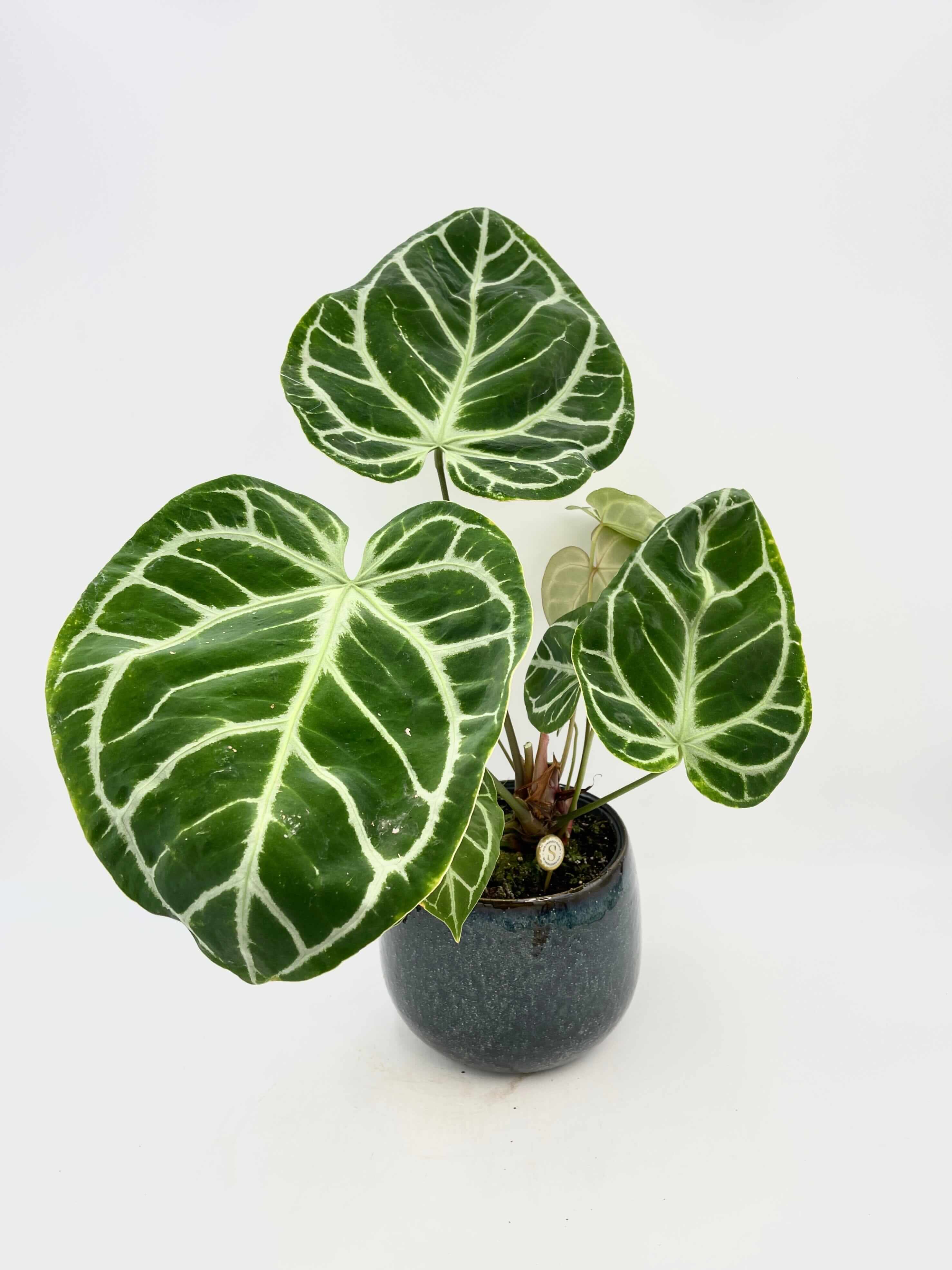 Anthurium Crystallinum, 17cm pot, XL