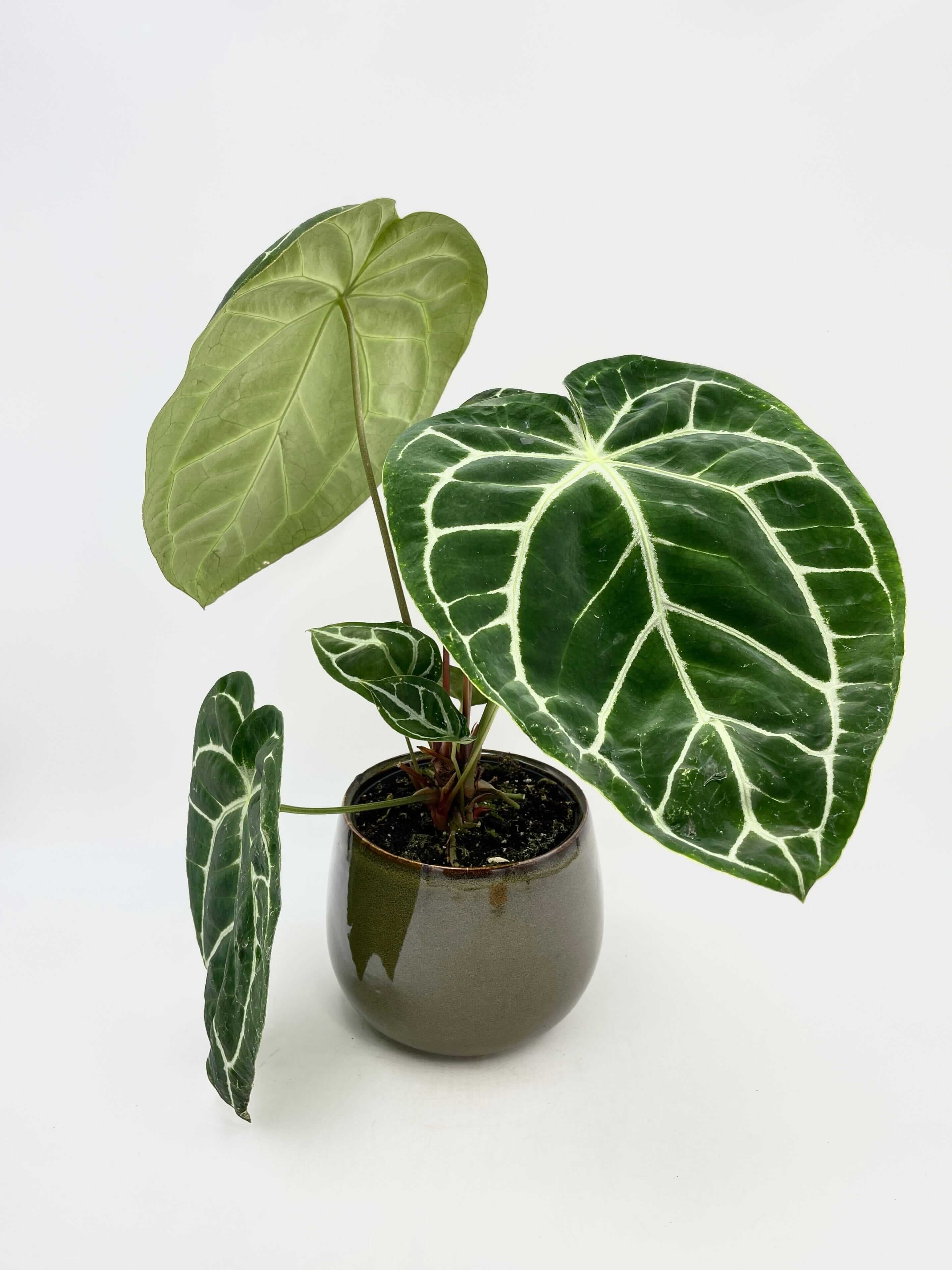 Anthurium Crystallinum, 17cm pot, XL