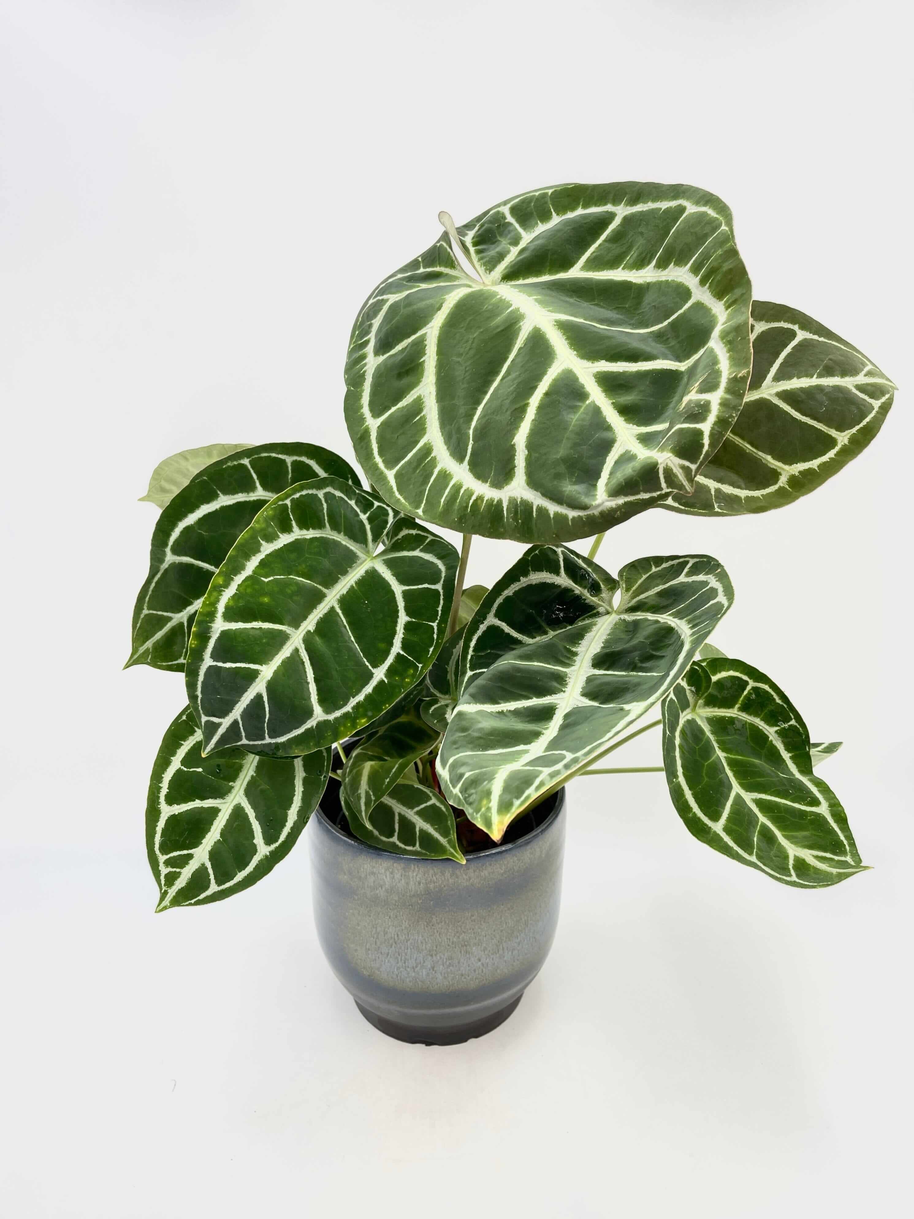 Anthurium Crystallinum, 17cm pot, XL