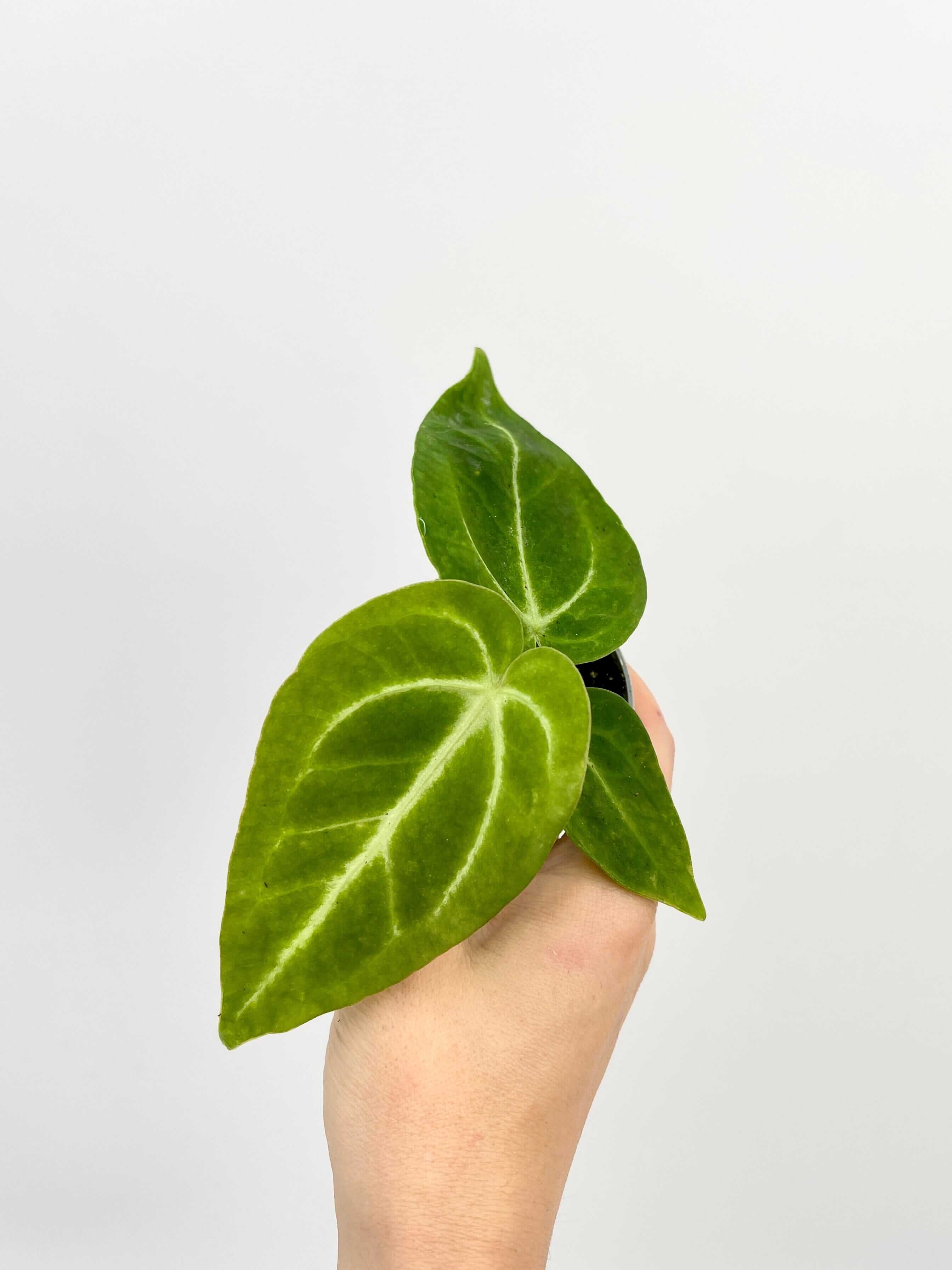 Anthurium Magnificum, 6cm pot, Baby Plant