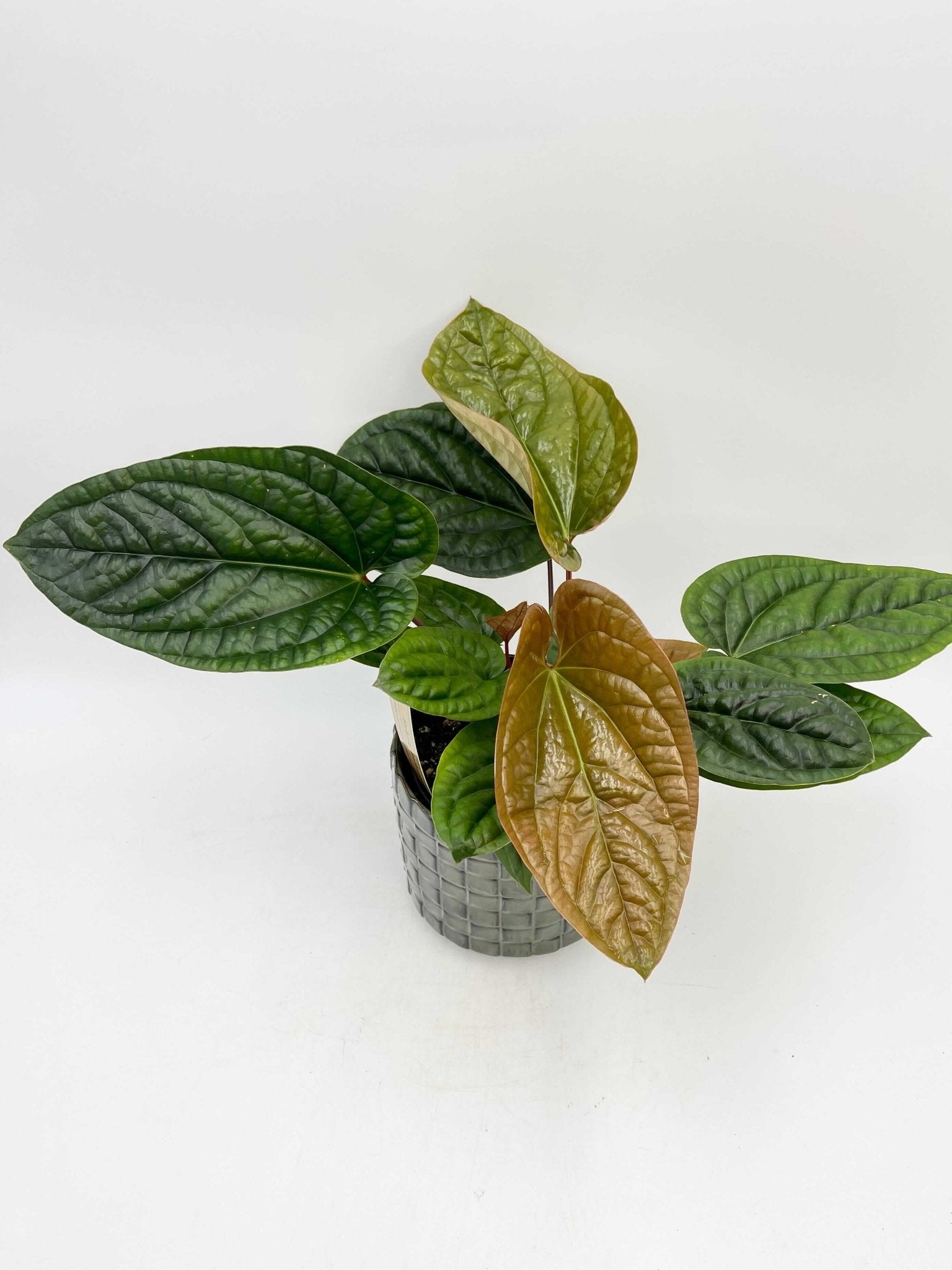 Anthurium Radicans x Luxurians hybrid