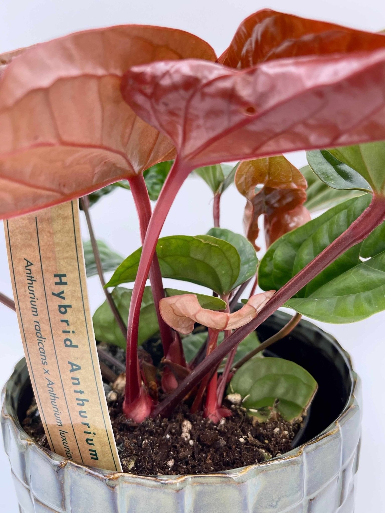 Anthurium Radicans x Luxurians hybrid
