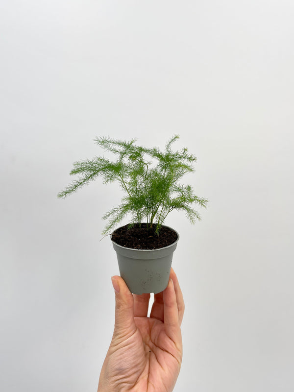 Asparagus Fern, Baby Plant