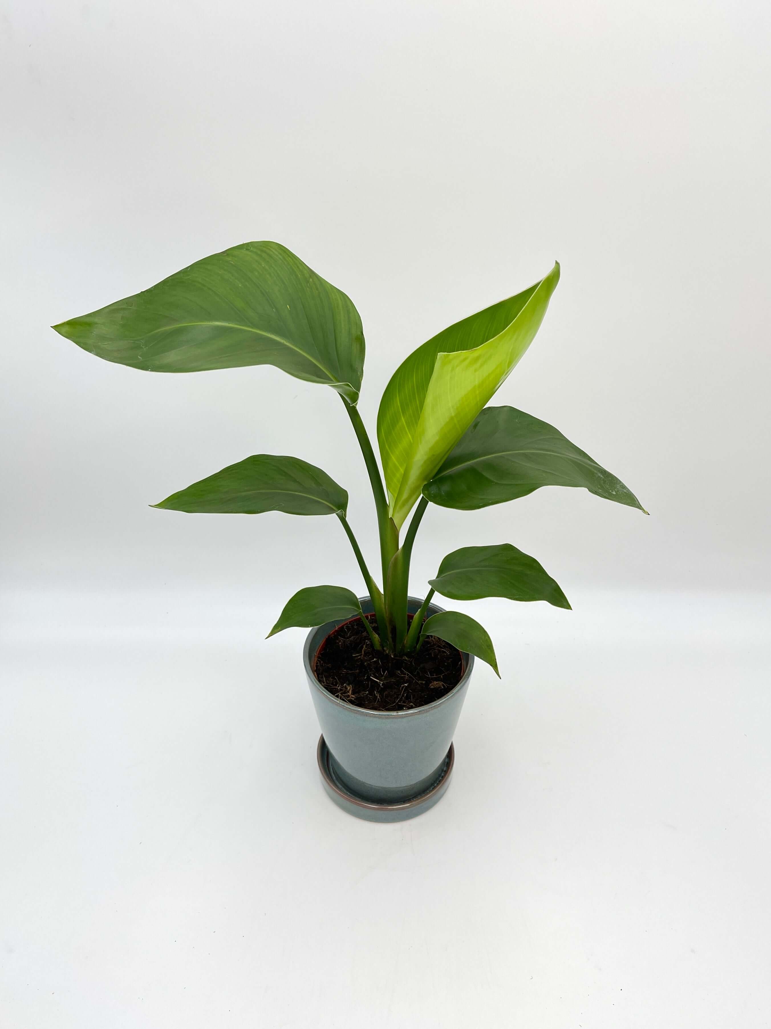 Bird of Paradise Plant, Strelitzia Reginae, Large Leaf Indoor Plant