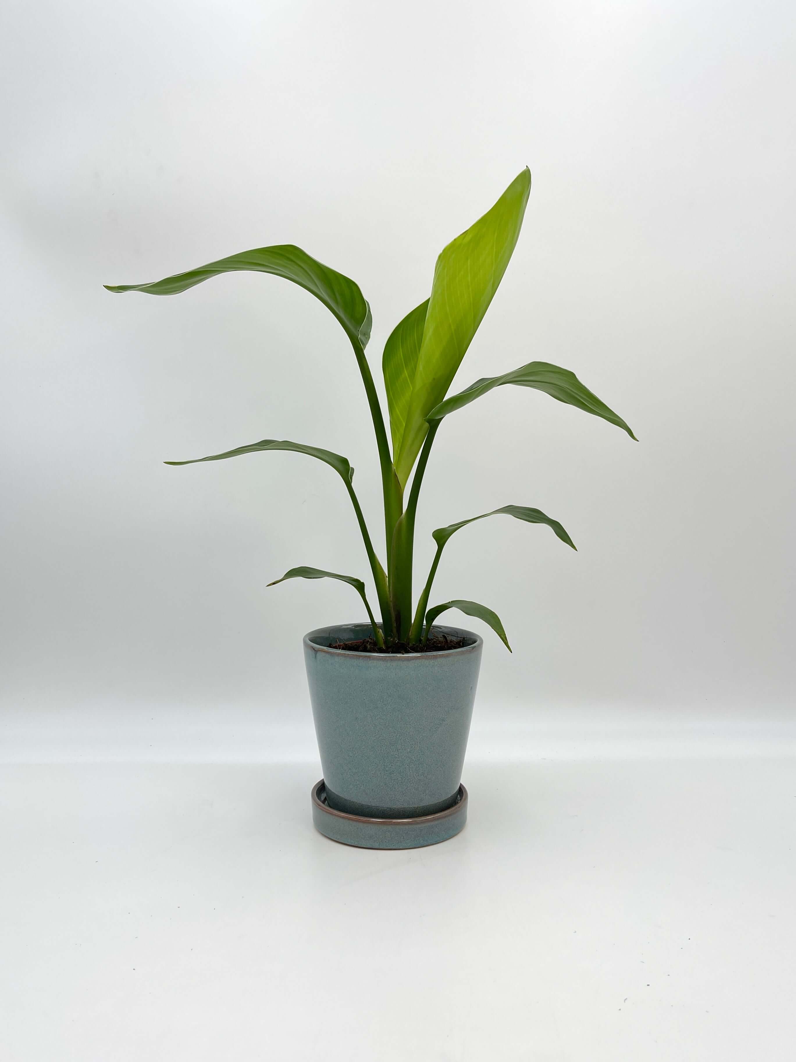 Bird of Paradise Plant, Strelitzia Reginae, Large Leaf Indoor Plant