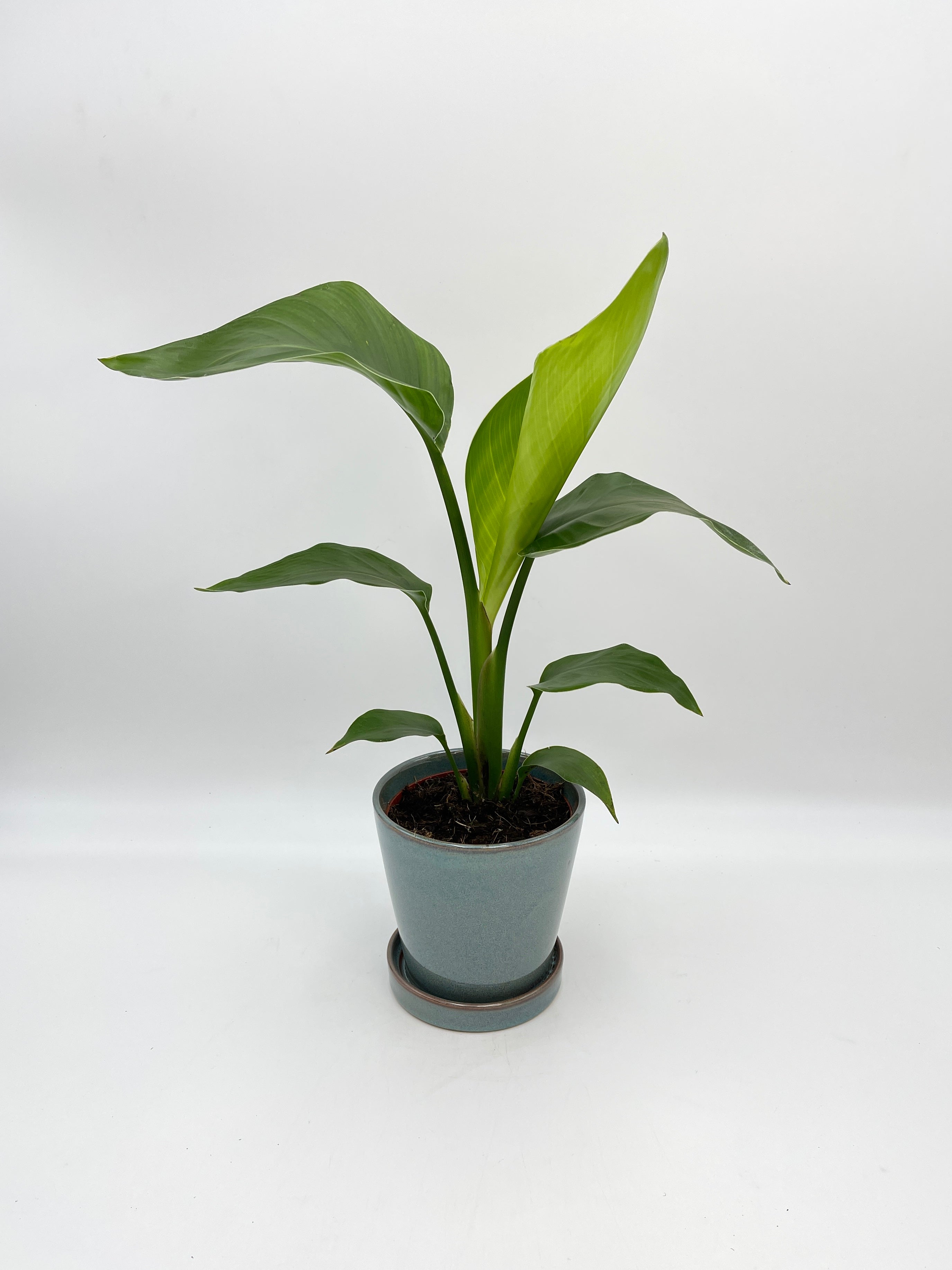 Bird of Paradise Plant, Strelitzia Nicolai