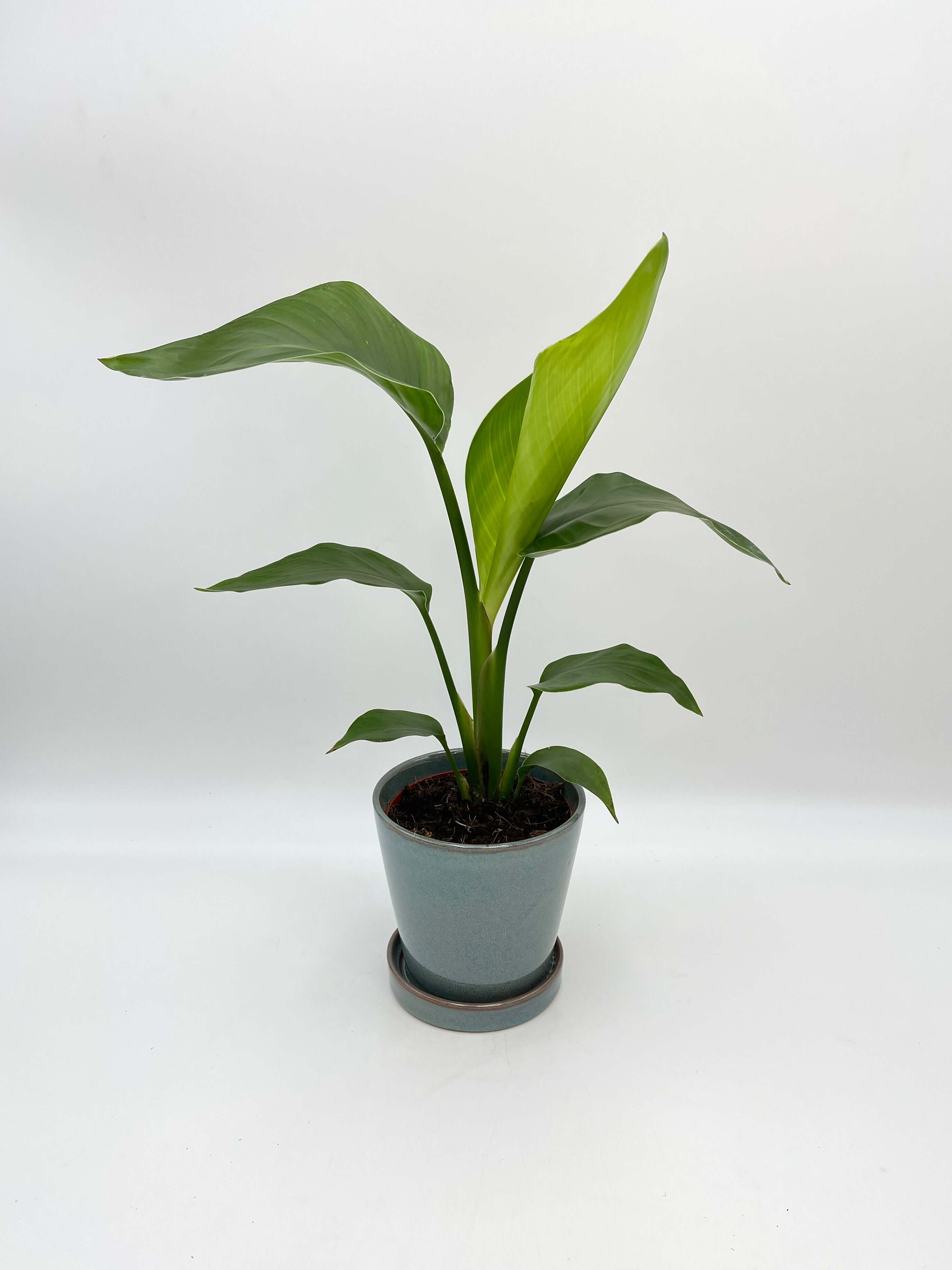 Bird of Paradise Plant, Strelitzia Reginae, Large Leaf Indoor Plant