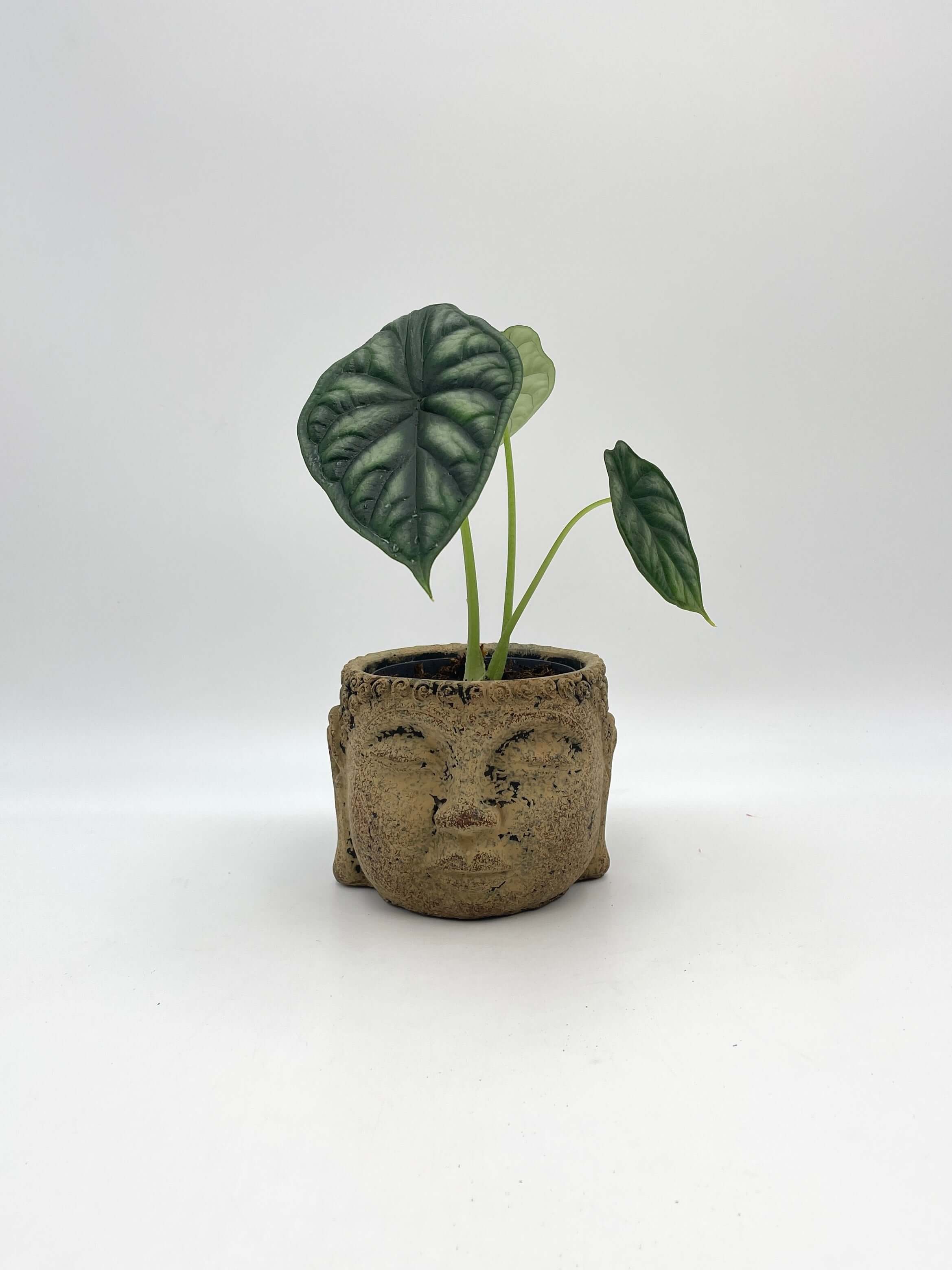 Buddha Camel Indoor Plant Pot, D13cm, Handmade