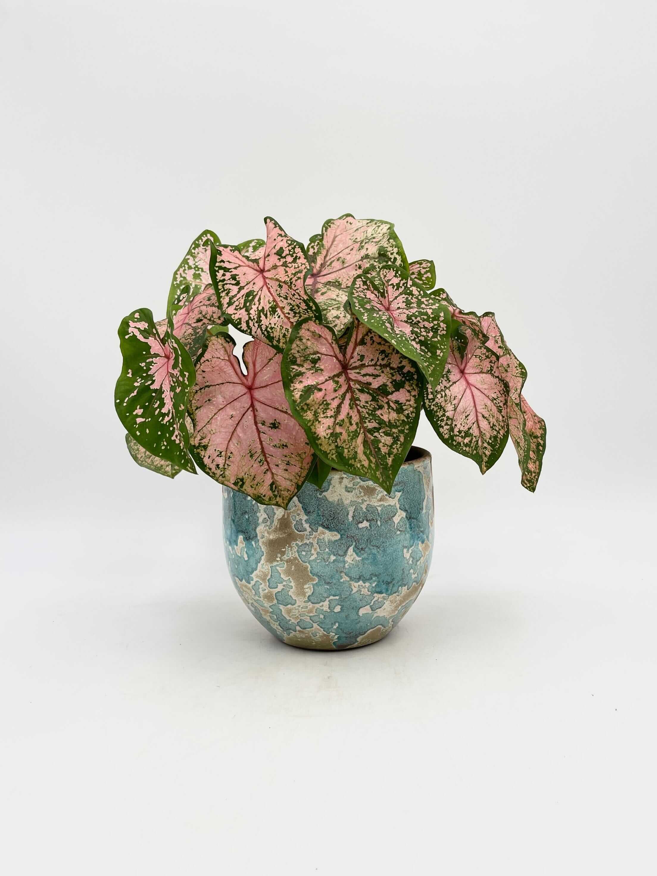 Caladium Pink beauty, 13cm pot