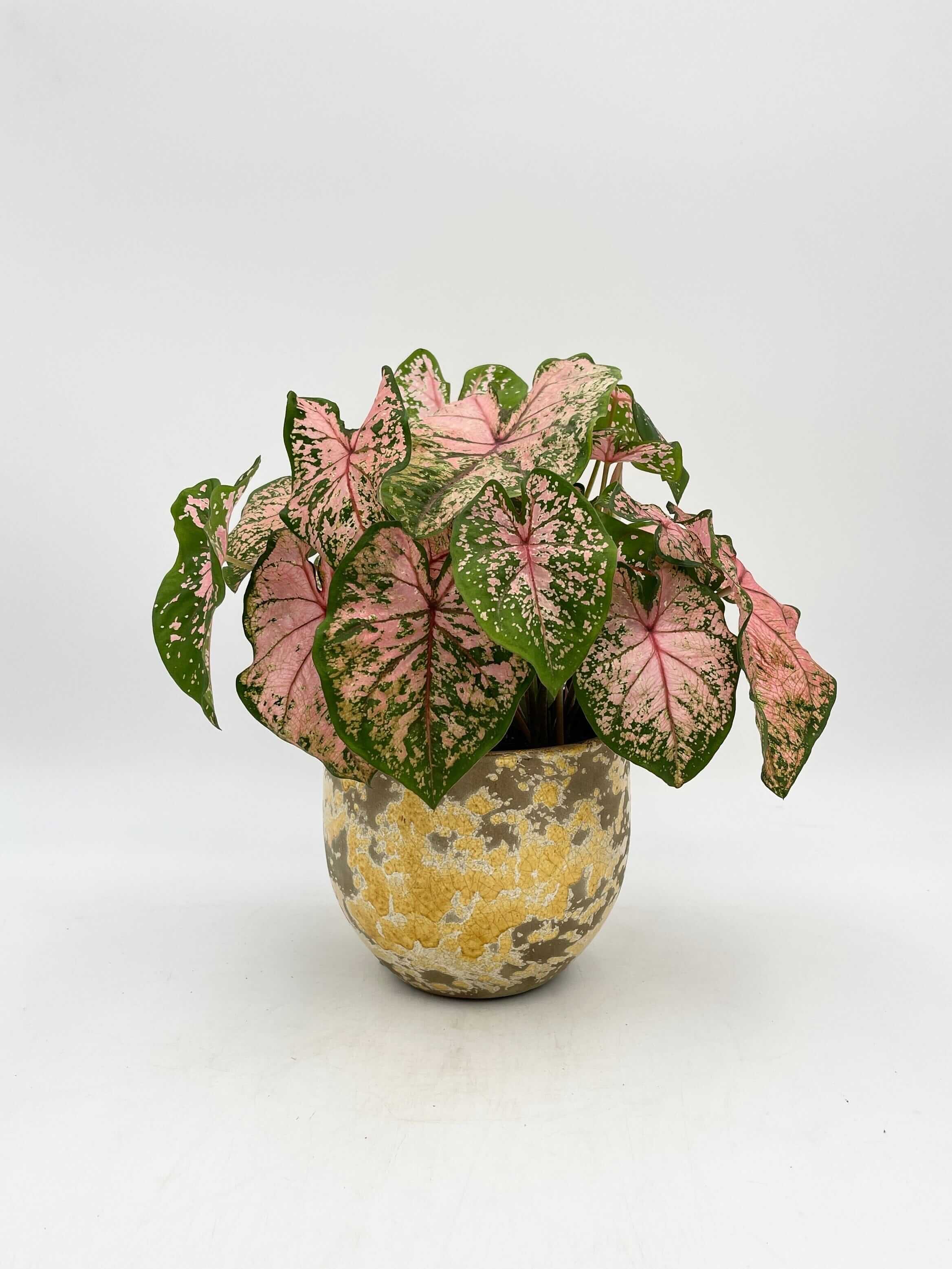 Caladium Pink beauty, 13cm pot
