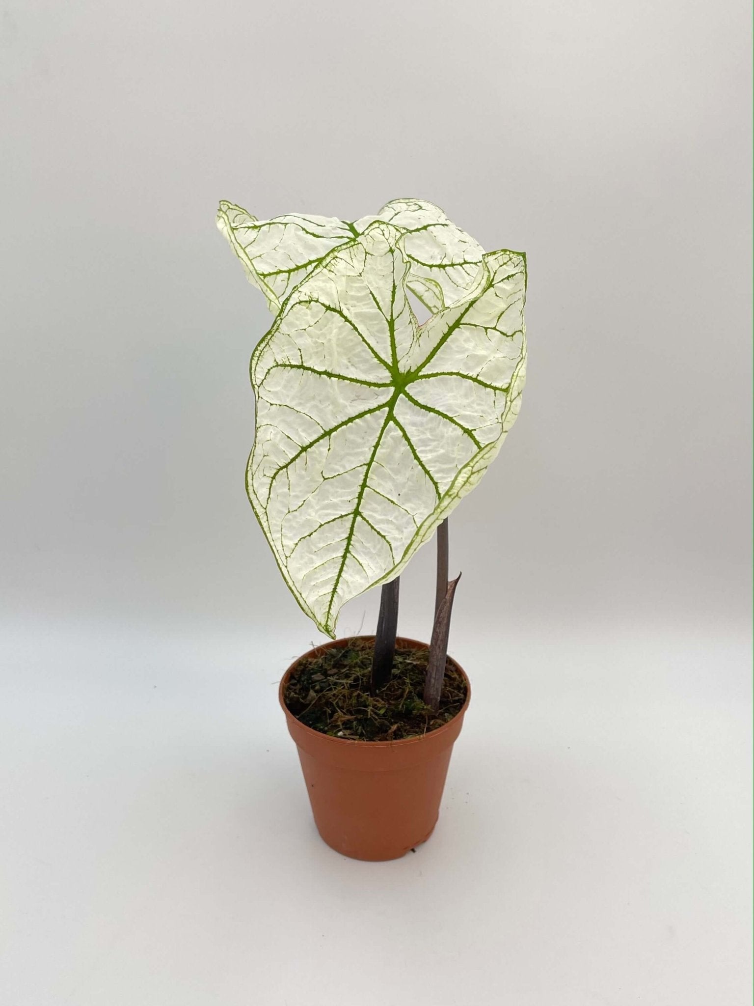 Caladium Snow Drift