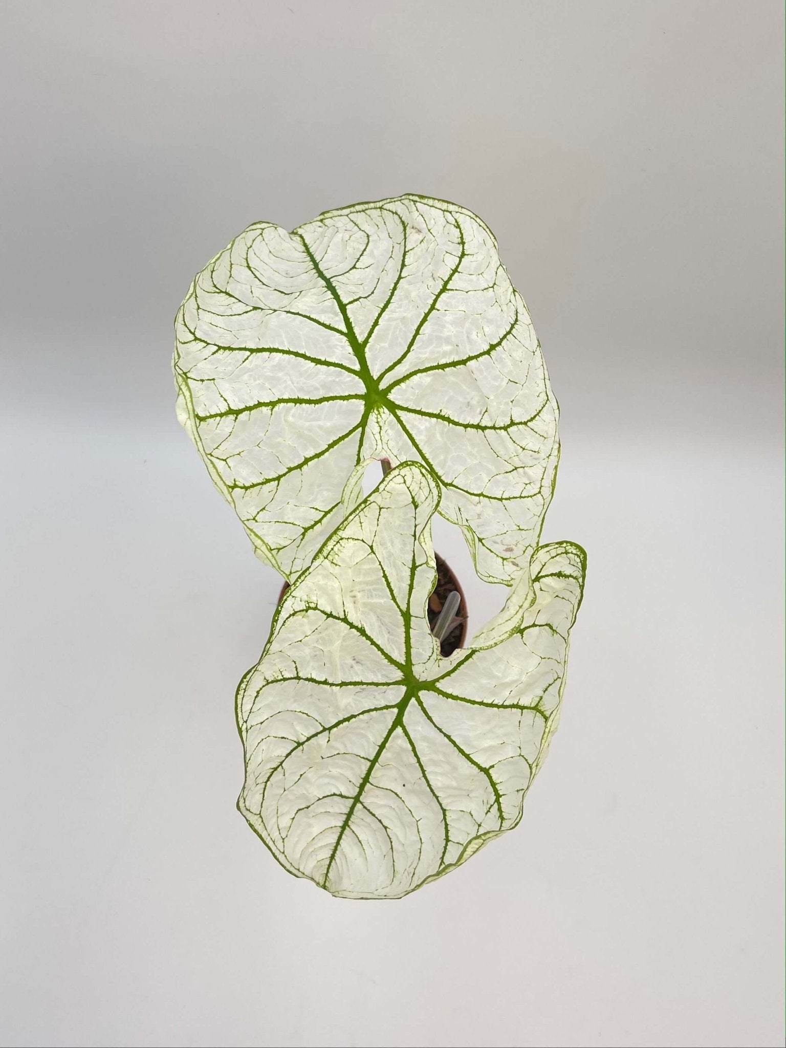 Caladium Snow Drift