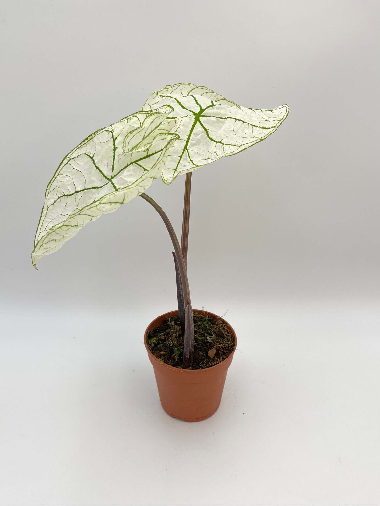 Caladium Snow Drift