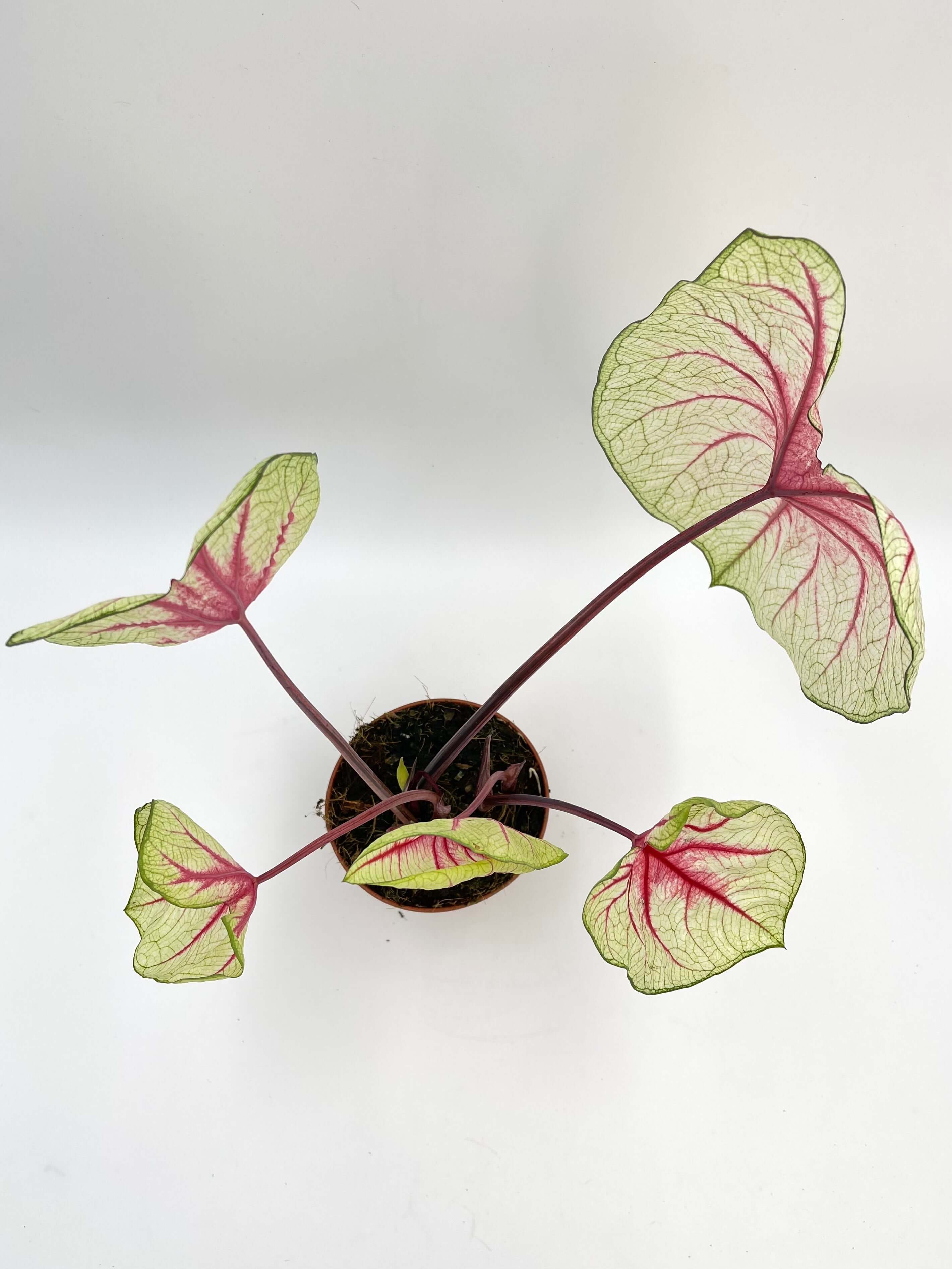 Caladium White Queen