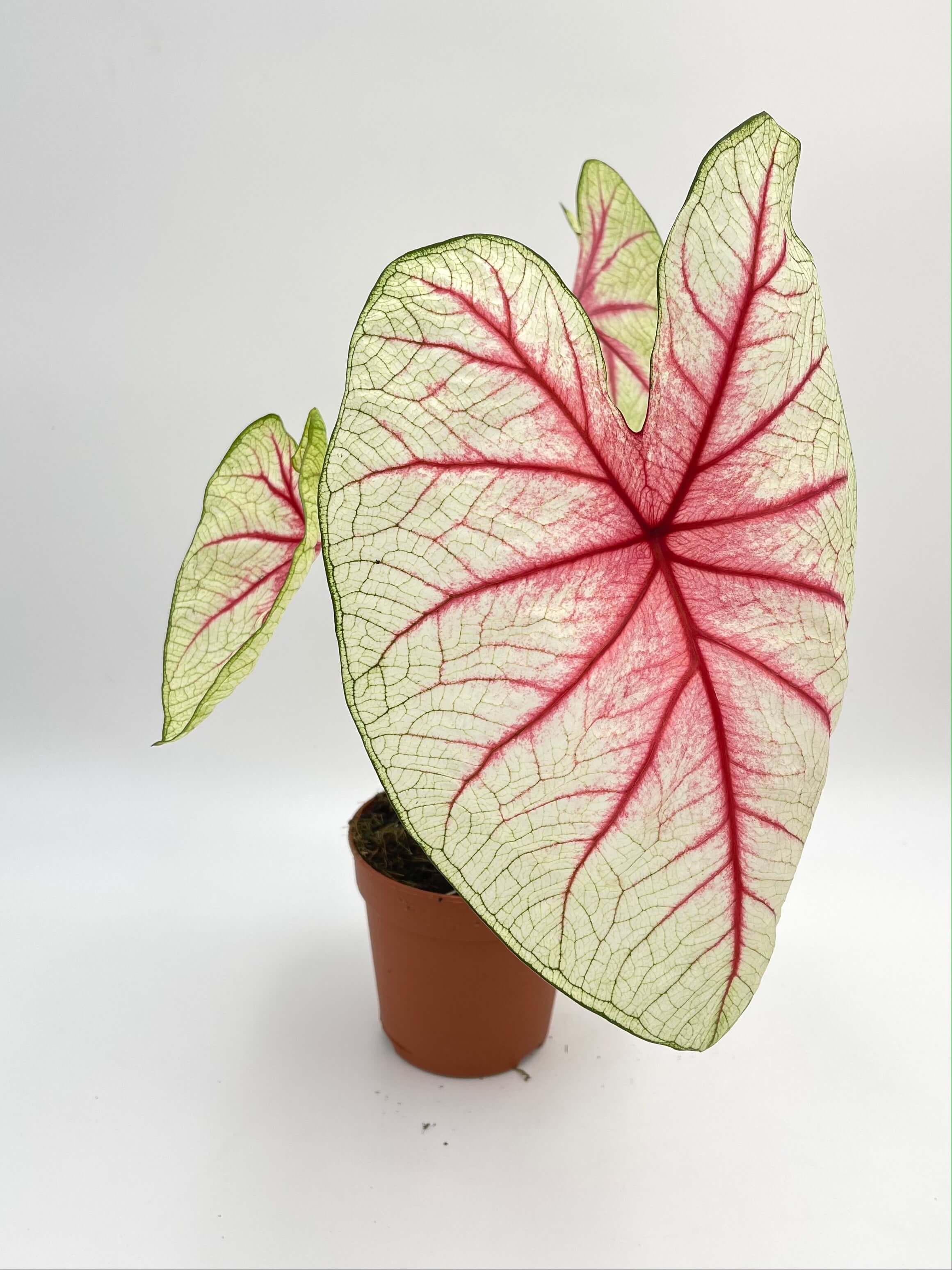 Caladium White Queen