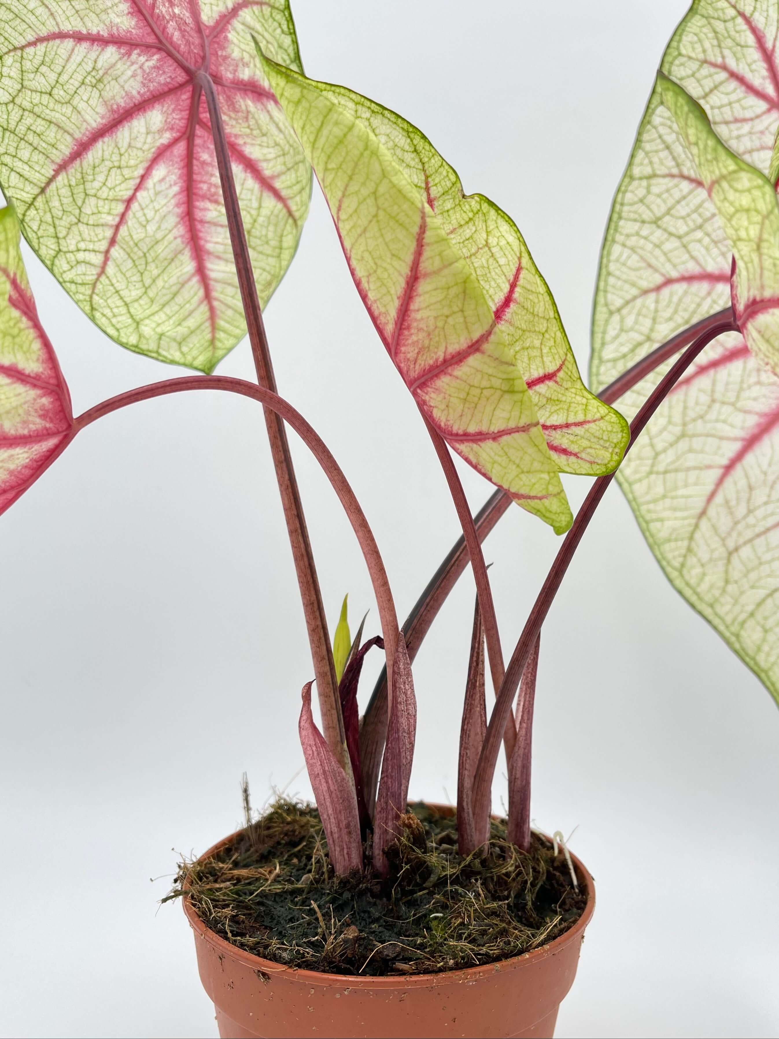 Caladium White Queen
