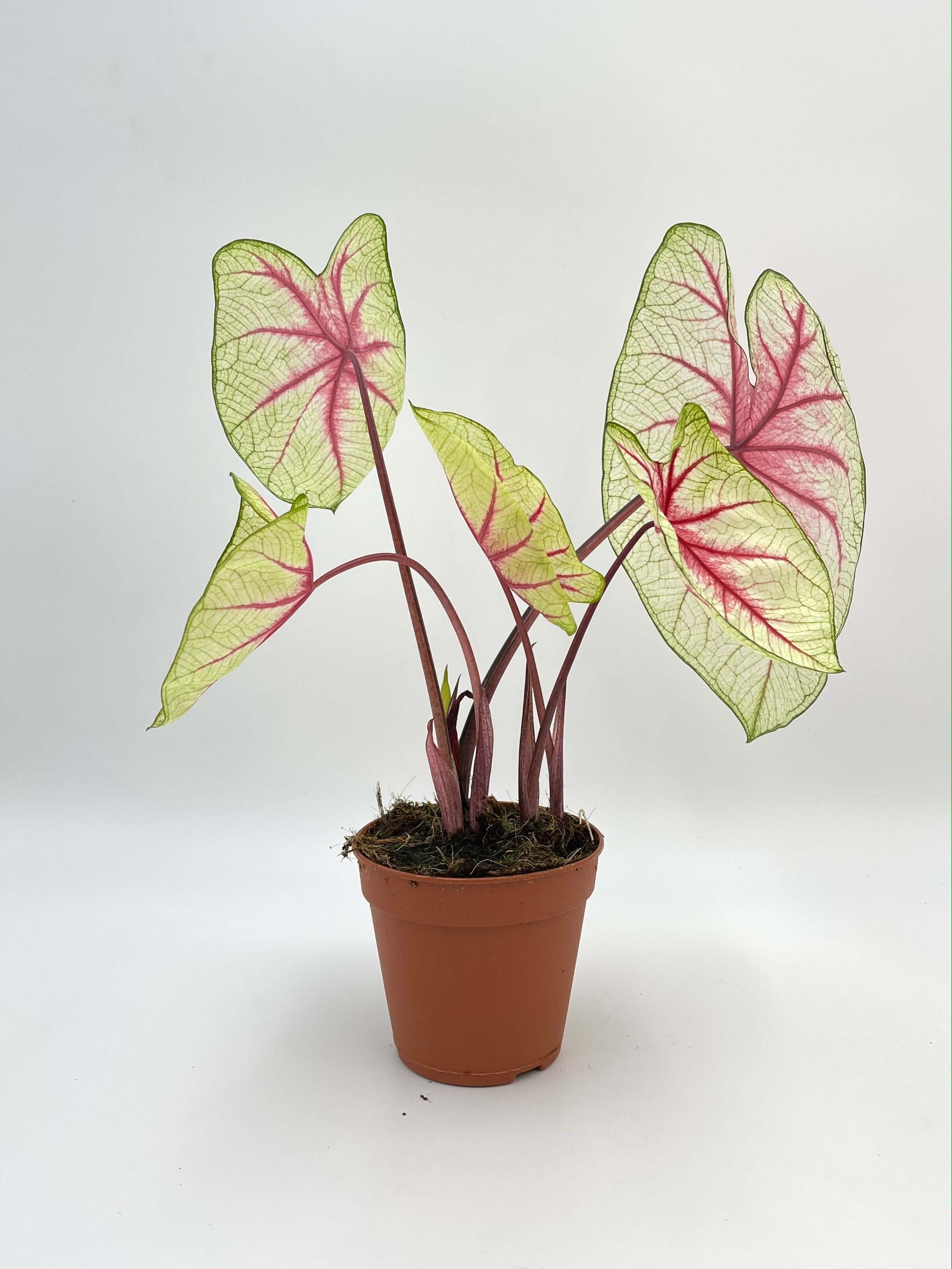 Caladium White Queen