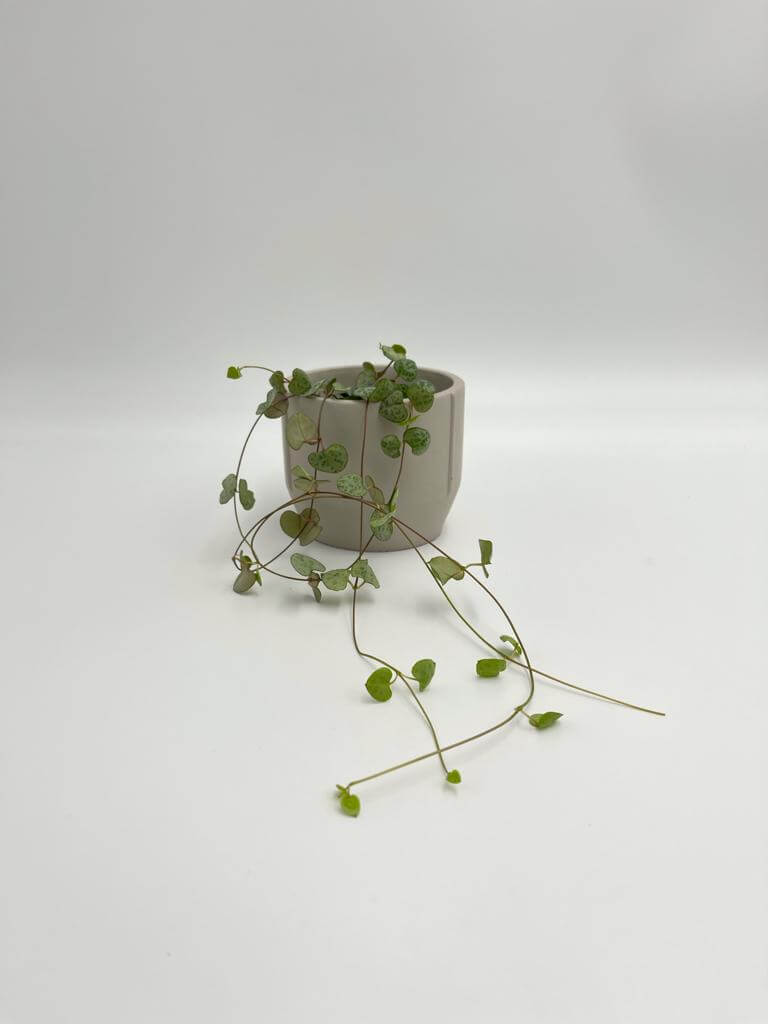 Ceropegia Woodii, String of Hearts