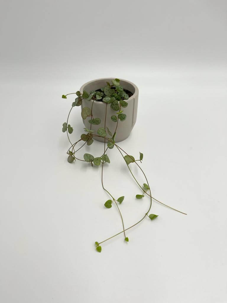 Ceropegia Woodii, String of Hearts