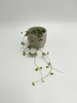 Ceropegia Woodii, String of Hearts