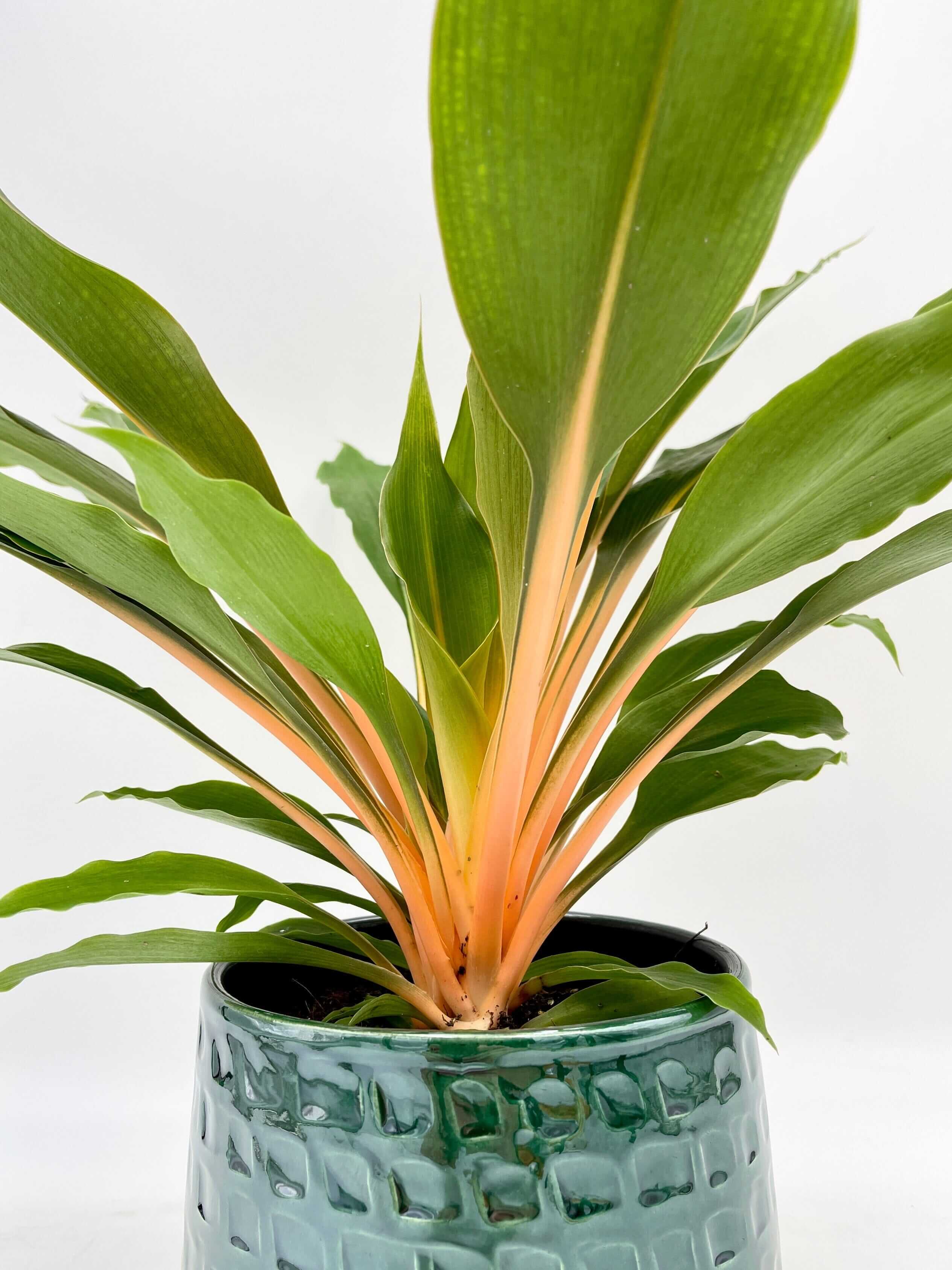Chlorophytum Orchidastrum, Spider Plant, Green Orange Plant, Pet Safe