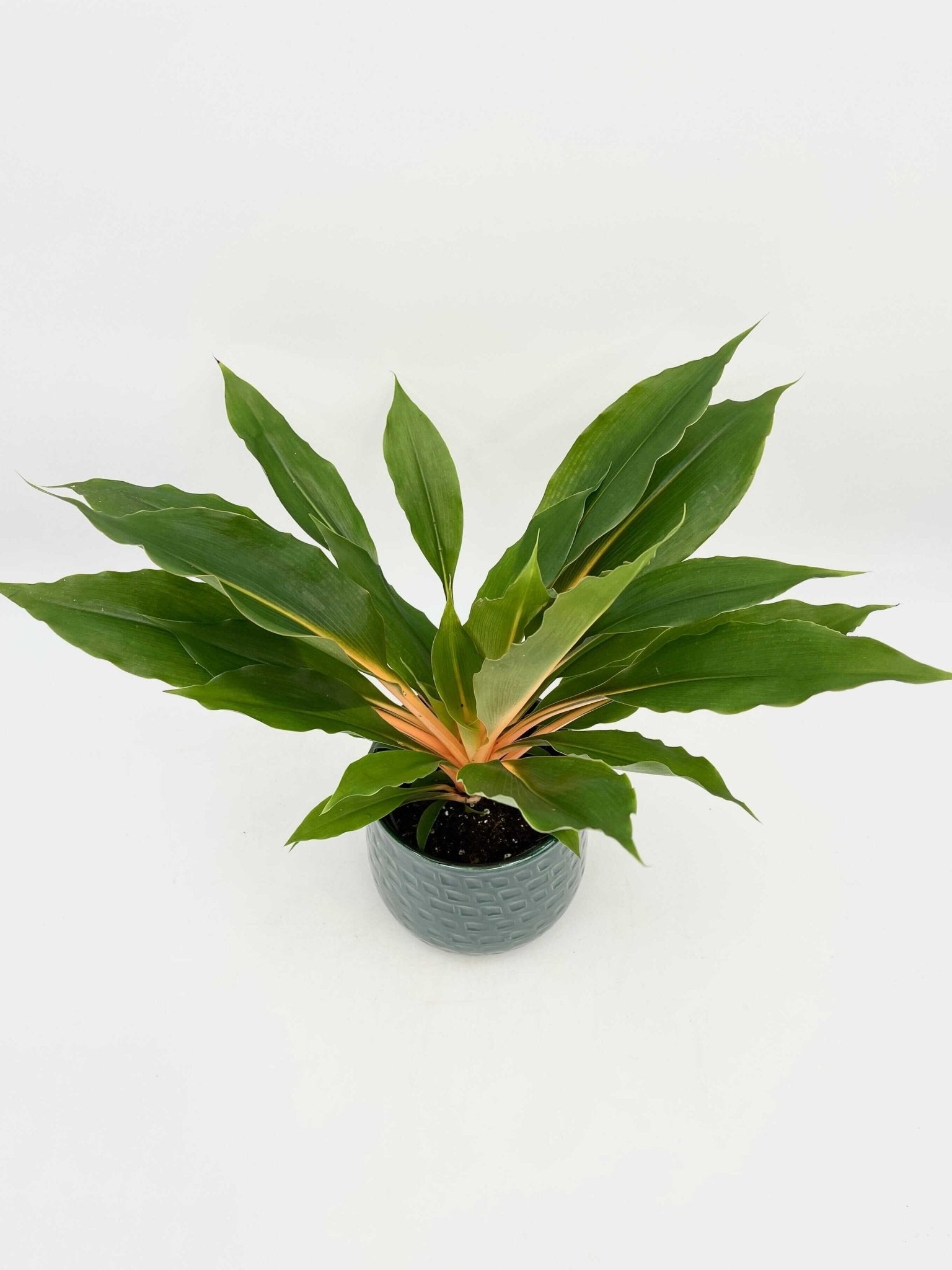 Chlorophytum Orchidastrum, Spider Plant, Green Orange Plant, Pet Safe