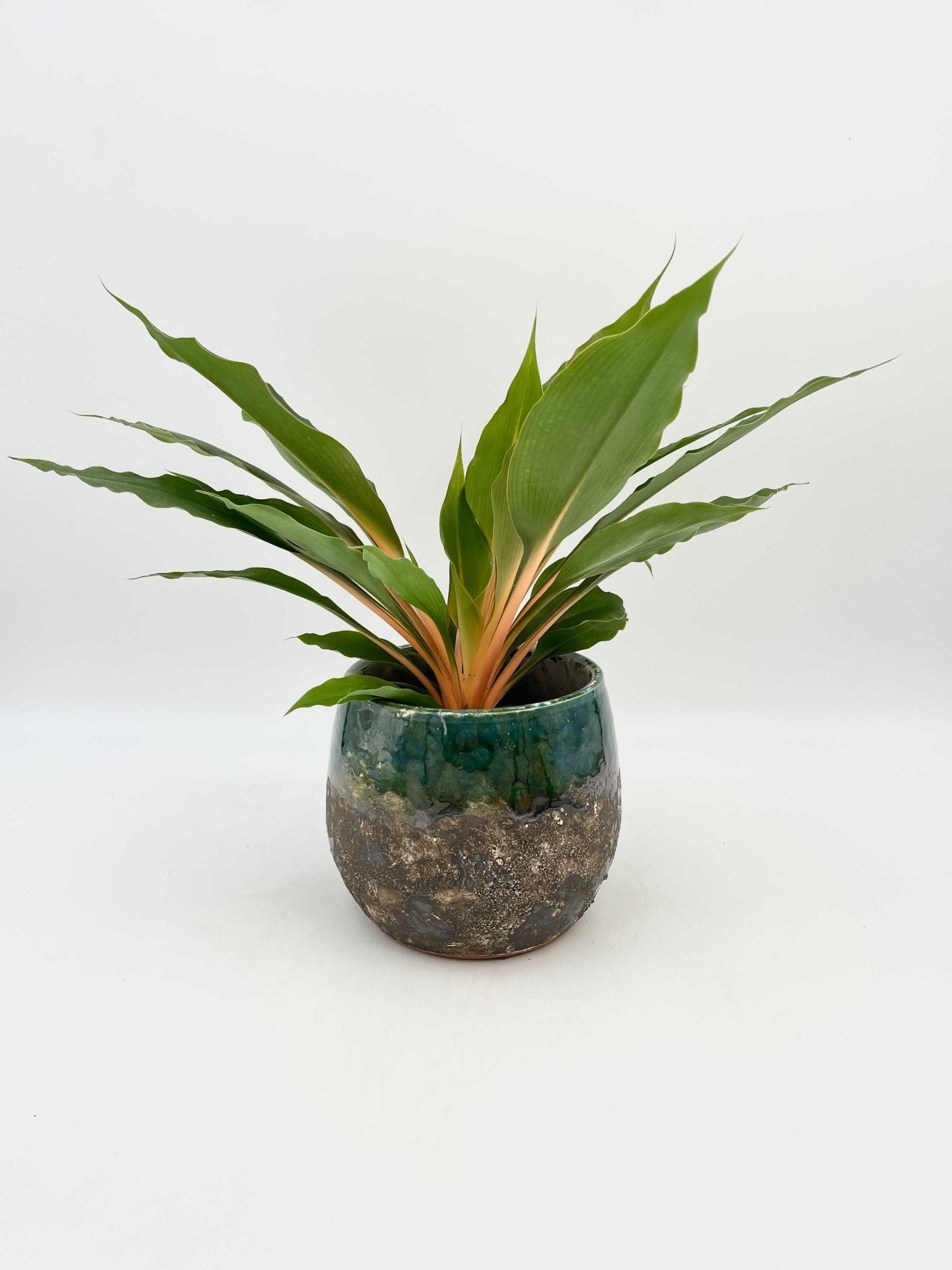 Chlorophytum Orchidastrum, Spider Plant, Green Orange Plant, Pet Safe