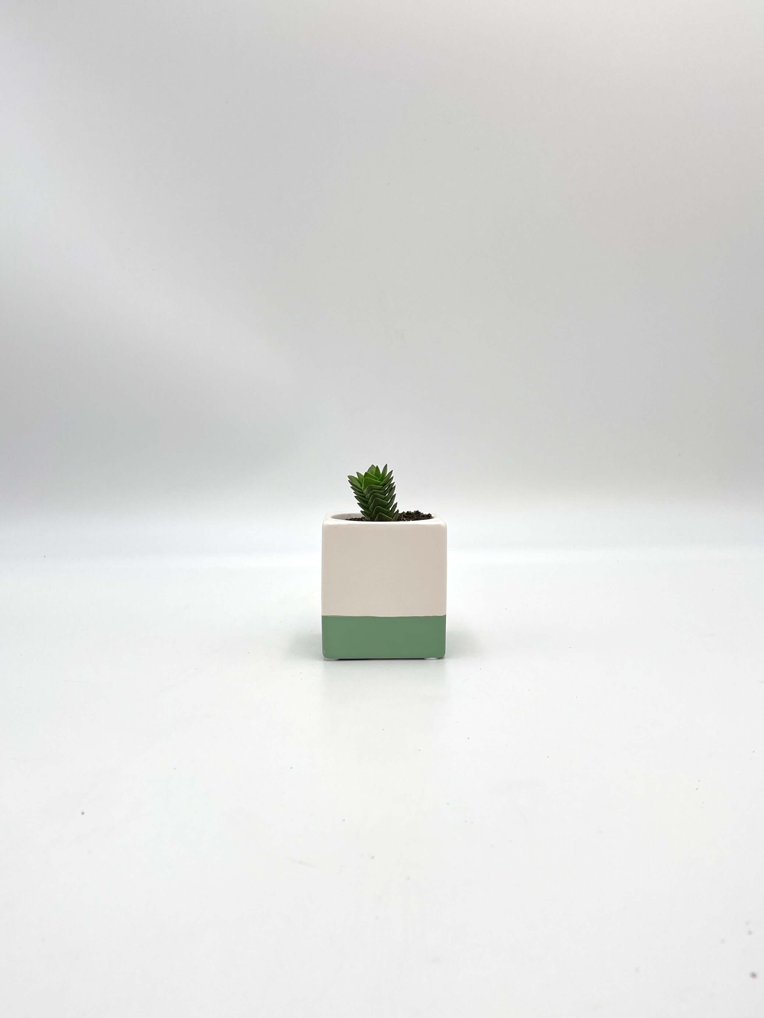 Crassula Buddha’s Temple Succulent – Unique Indoor Plant, Easy Care, Drought-Tolerant, Office & Home Décor