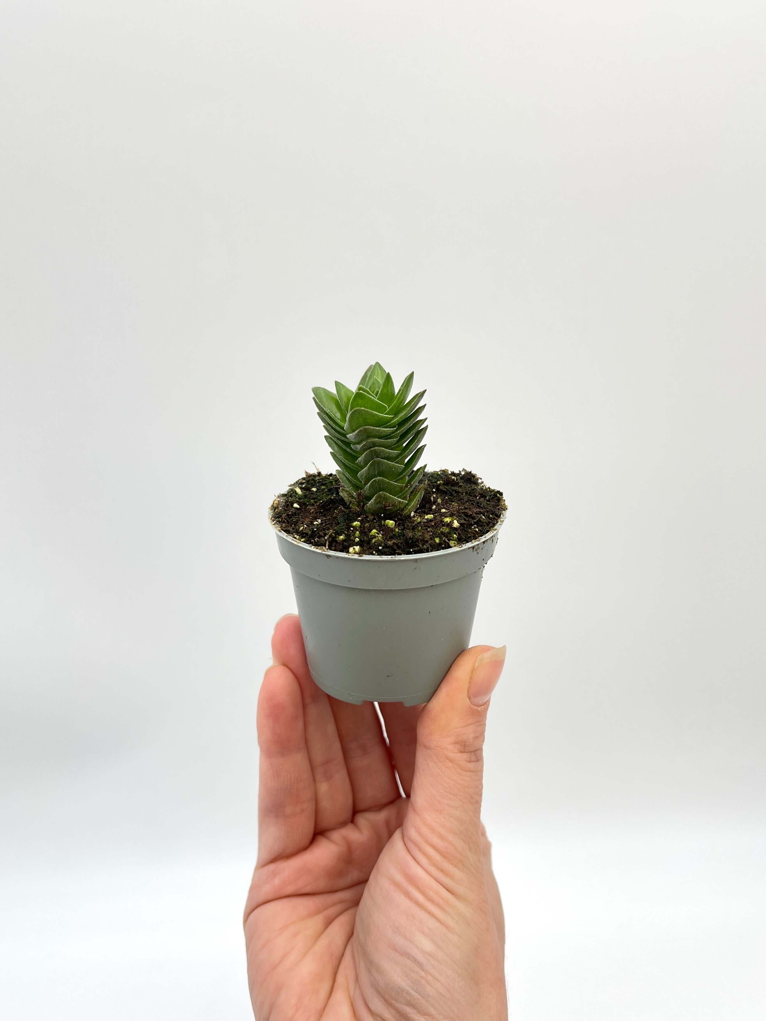 Crassula Buddha’s Temple Succulent – Unique Indoor Plant, Easy Care, Drought-Tolerant, Office & Home Décor