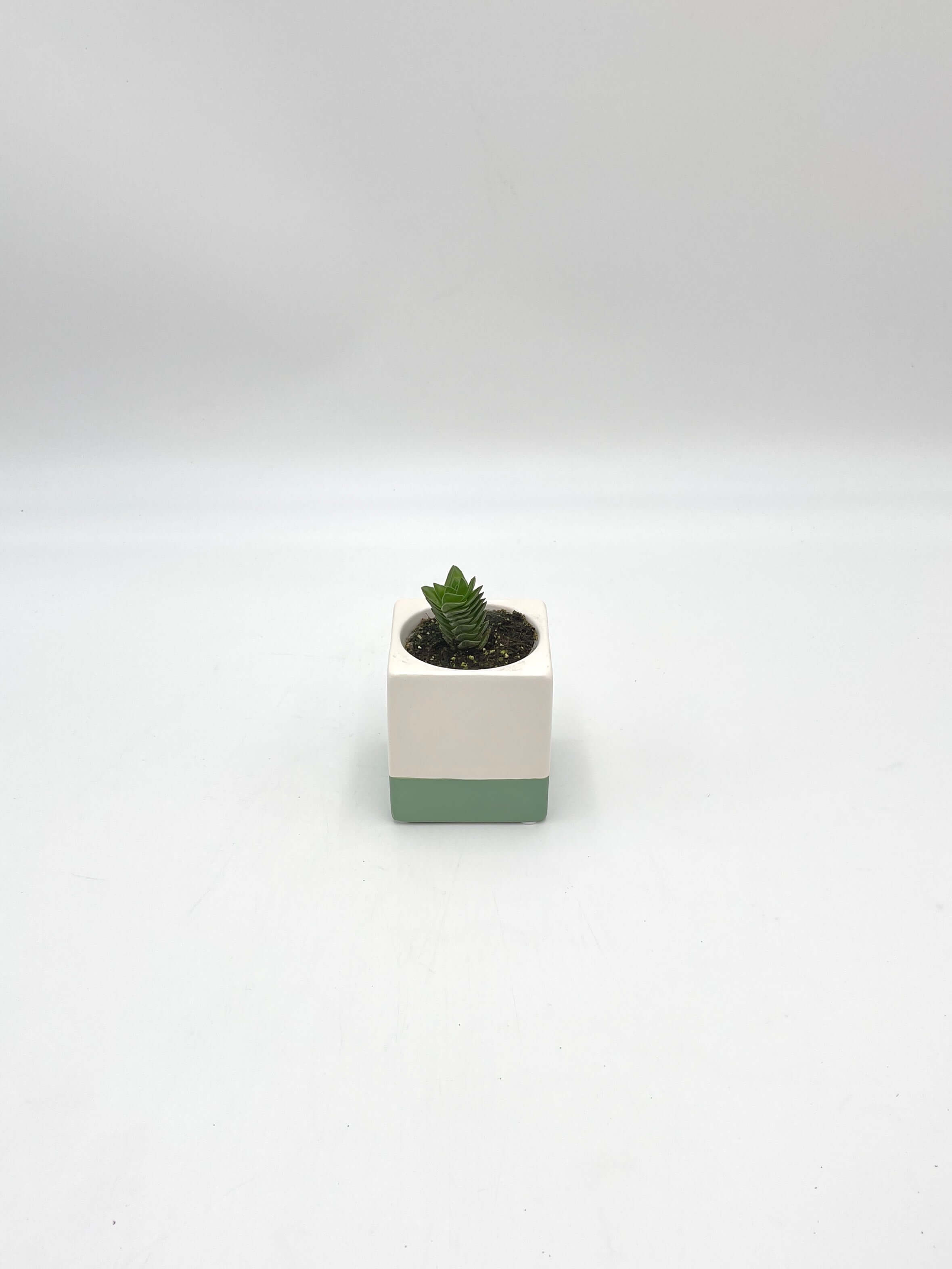Crassula Buddha’s Temple Succulent – Unique Indoor Plant, Easy Care, Drought-Tolerant, Office & Home Décor