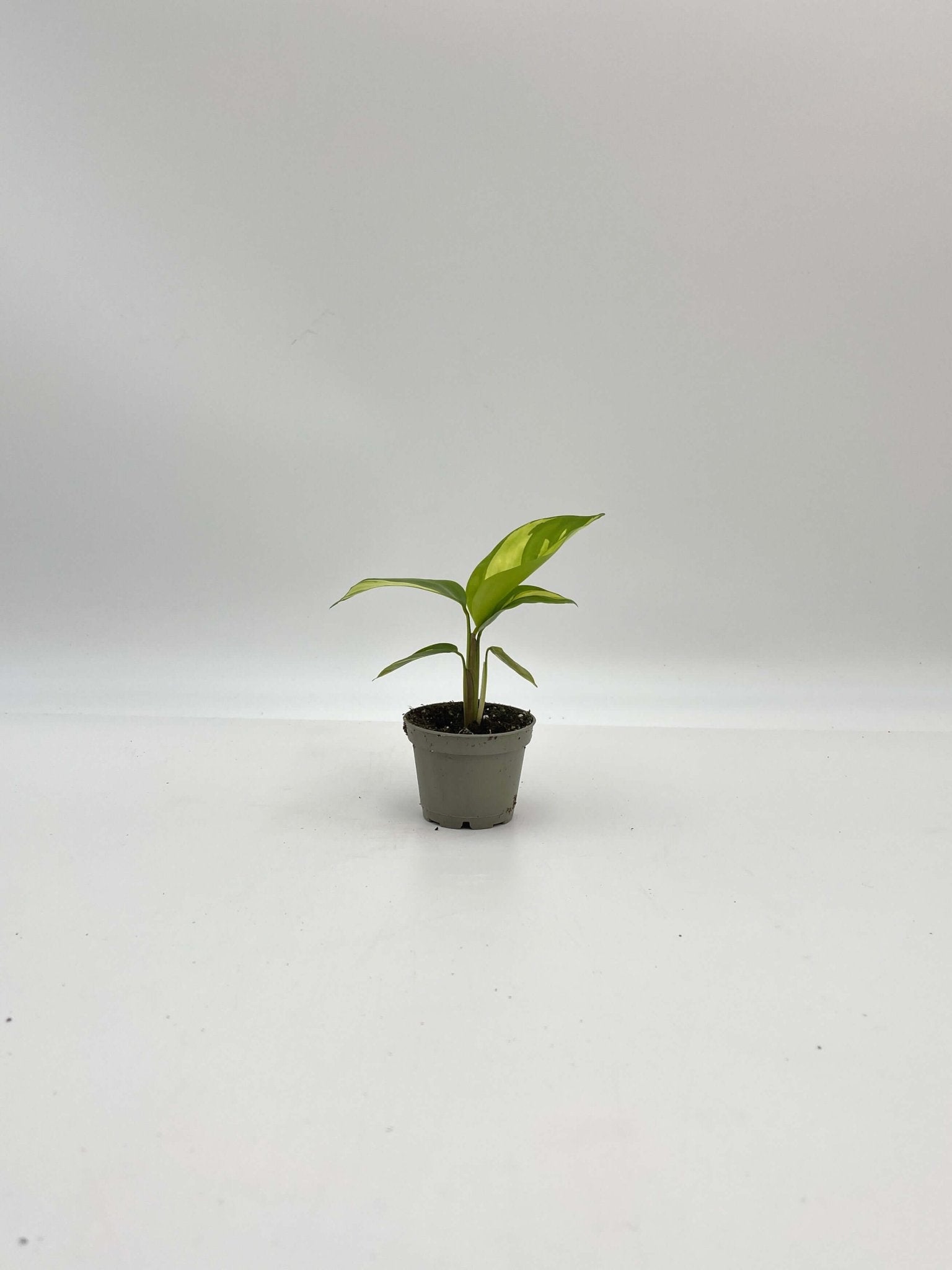 Ctenanthe Pilosa, Golden Mosaic