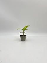 Ctenanthe Pilosa, Never Never Plant, Baby Plant