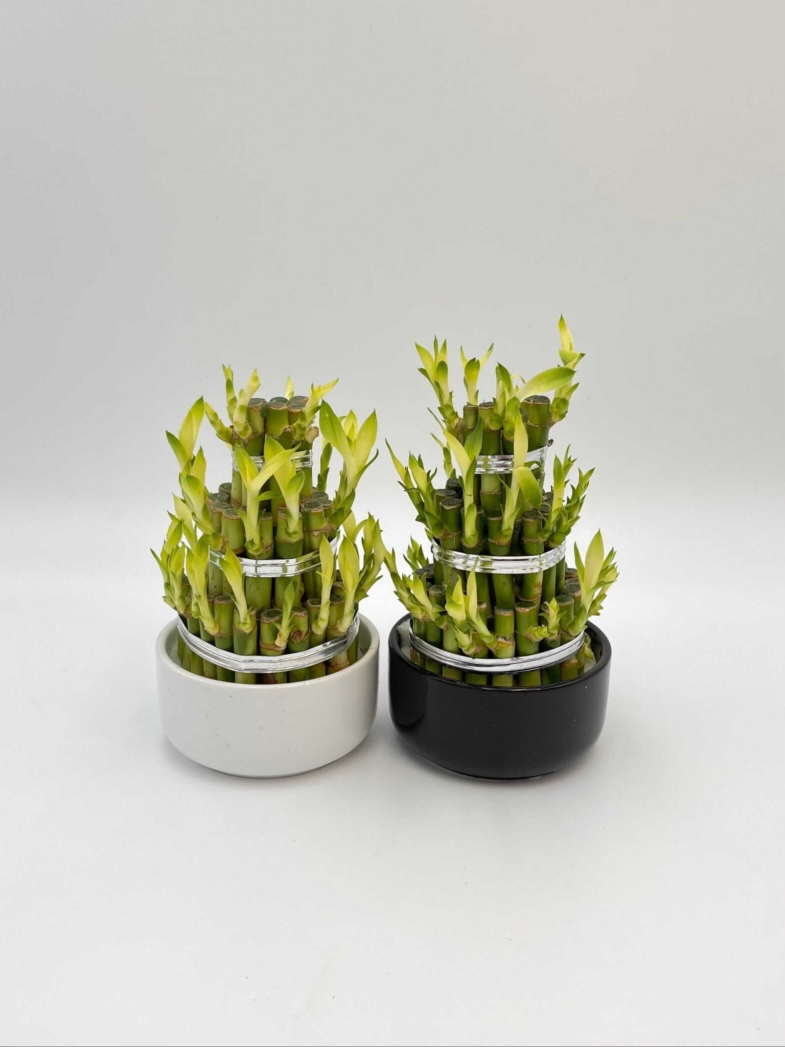 Dracaena Sanderiana, Water Bamboo Houseplant